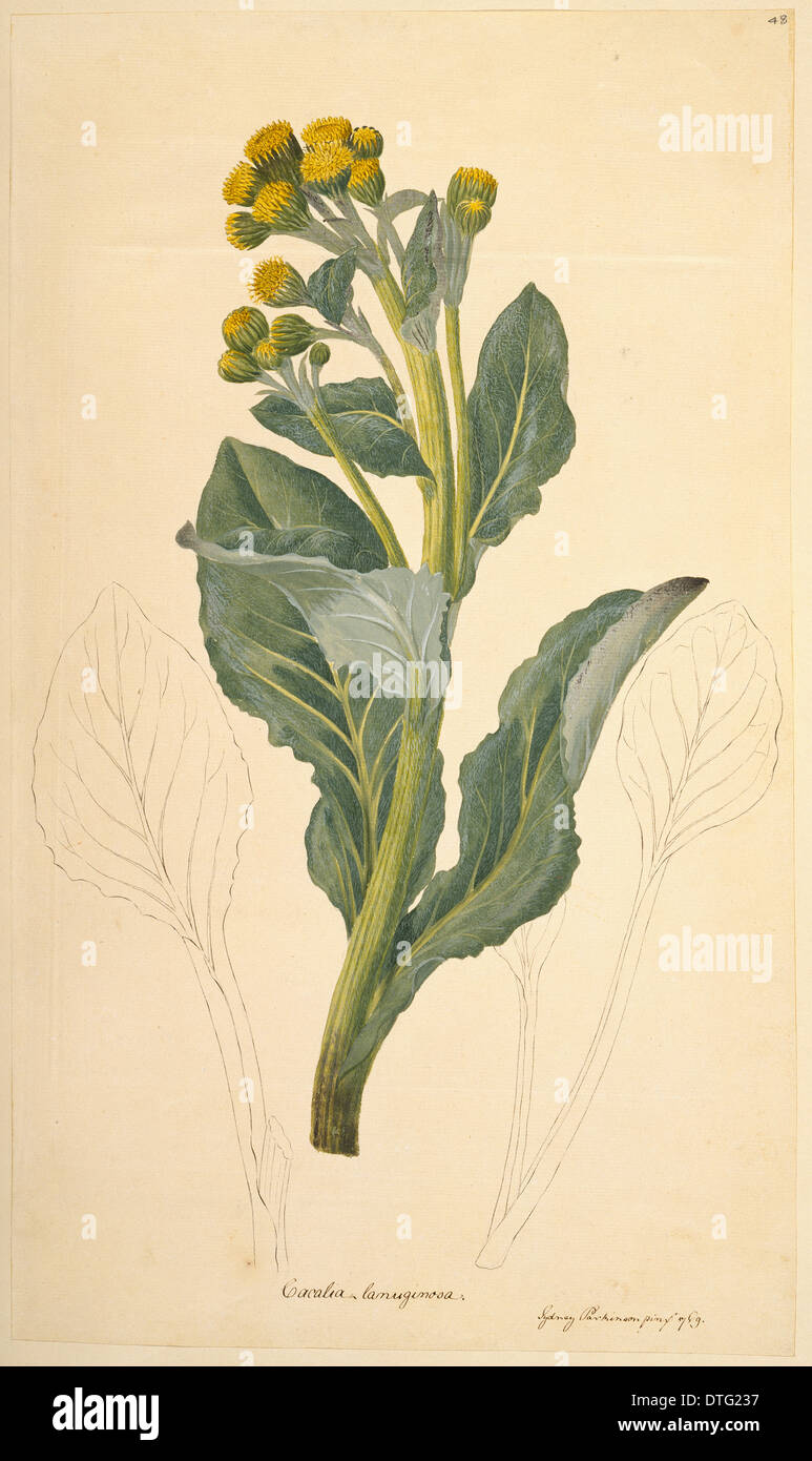 Senecio candidans, sea cabbage Stock Photo