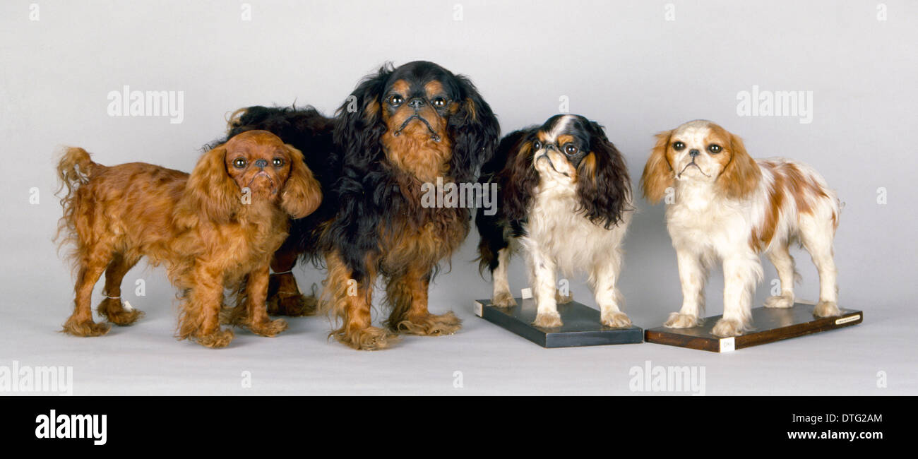 Selective Dog Breeding High Resolution Stock Photography And Images Alamy