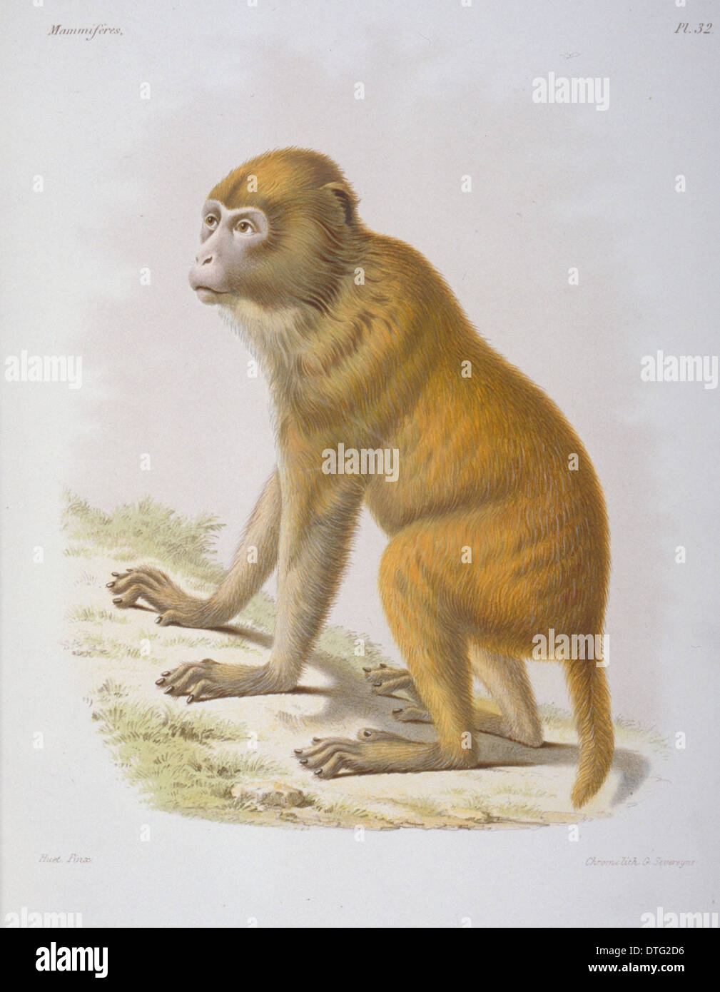 Macacus tcheliensis, macaquc Stock Photo