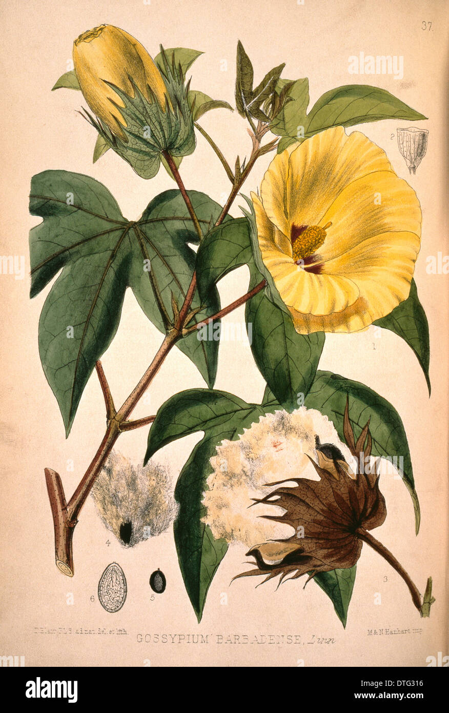 Gossypium barbadense, cotton plant Stock Photo