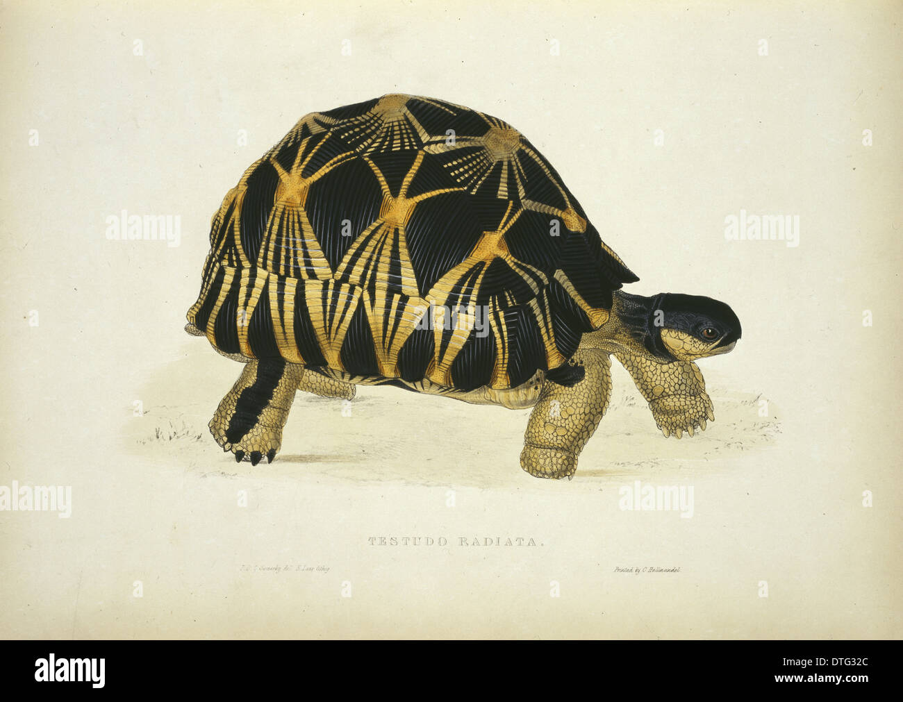 Geochelone radiata, radiated tortoise Stock Photo