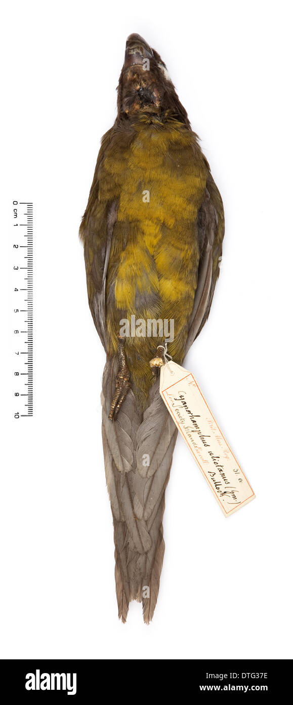 Cyanoramphus ulietanus, Raiatea parakeet Stock Photo Alamy