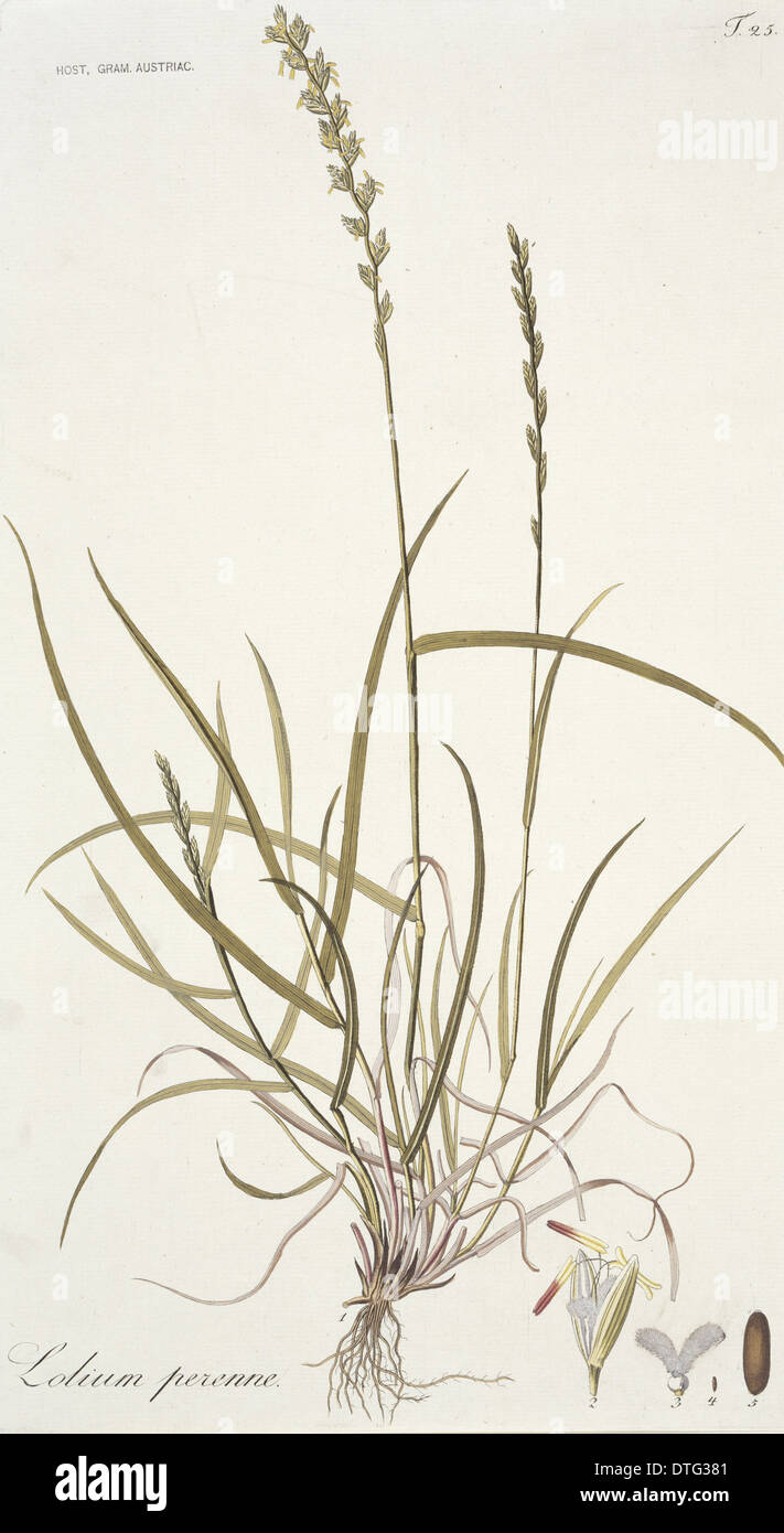 Lotium perenne, perennial rye grass Stock Photo