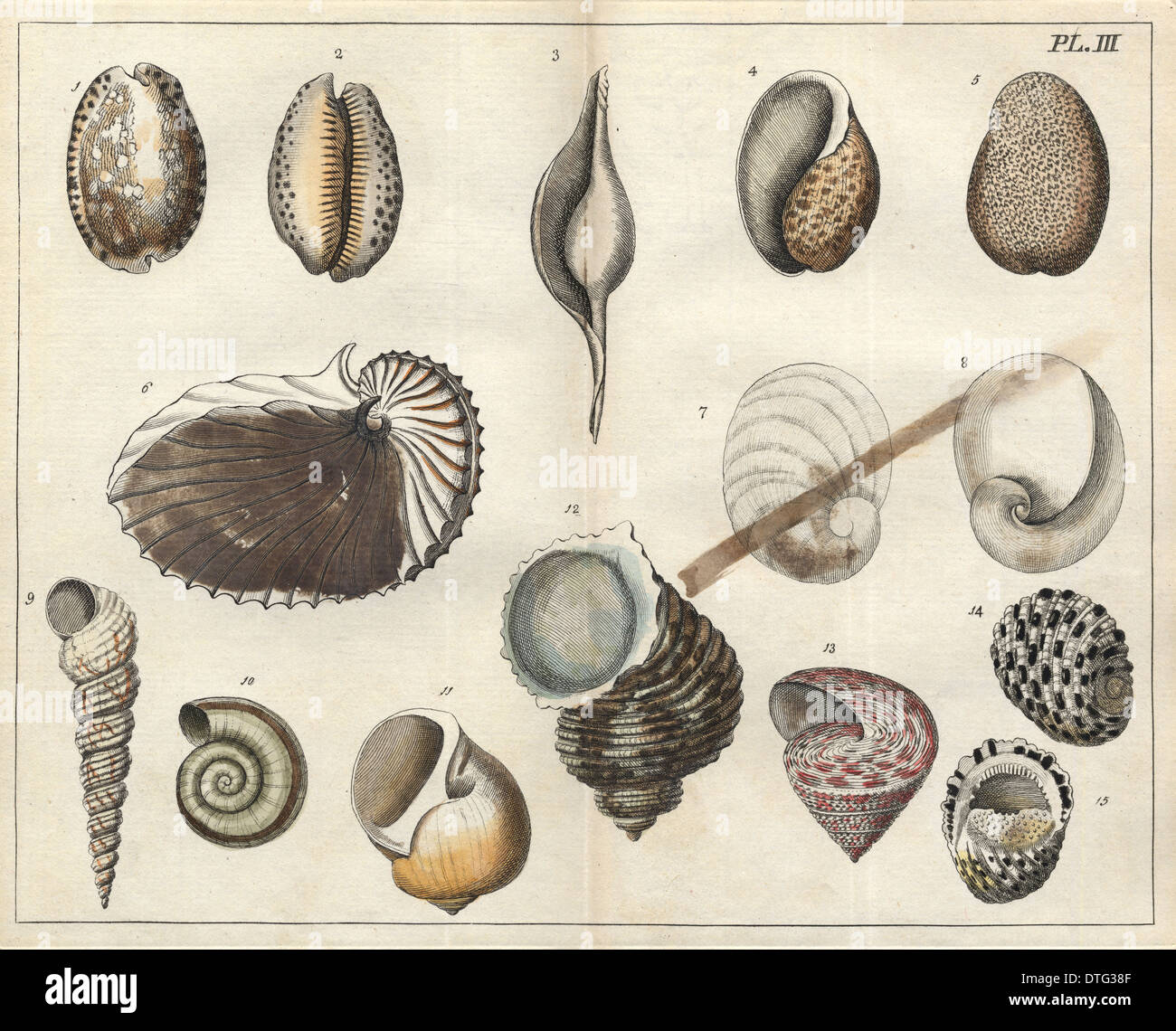 Various shells Stock Photo