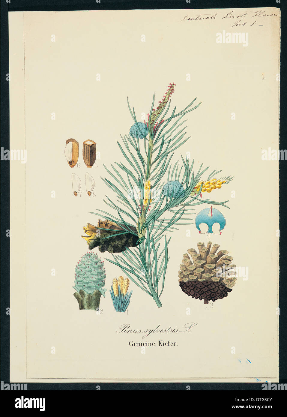 Pinus sylvestris, scots pine Stock Photo