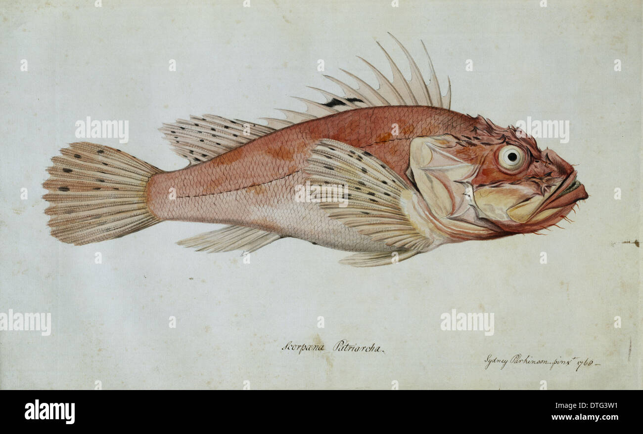 Scorpaena Porcus Black Scorpionfish Stock Photo Alamy Scorpaena Porcus Black Scorpionfish Stock Photo Alamy