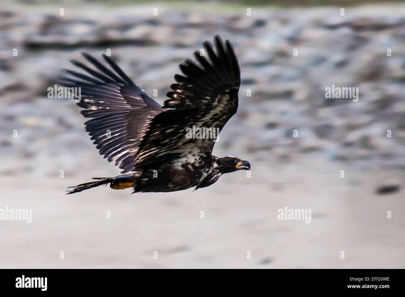 A bald eagle (Haliaeetus leucocephalus) soaring over the Harrison River, BC, in search of food. Stock Photo