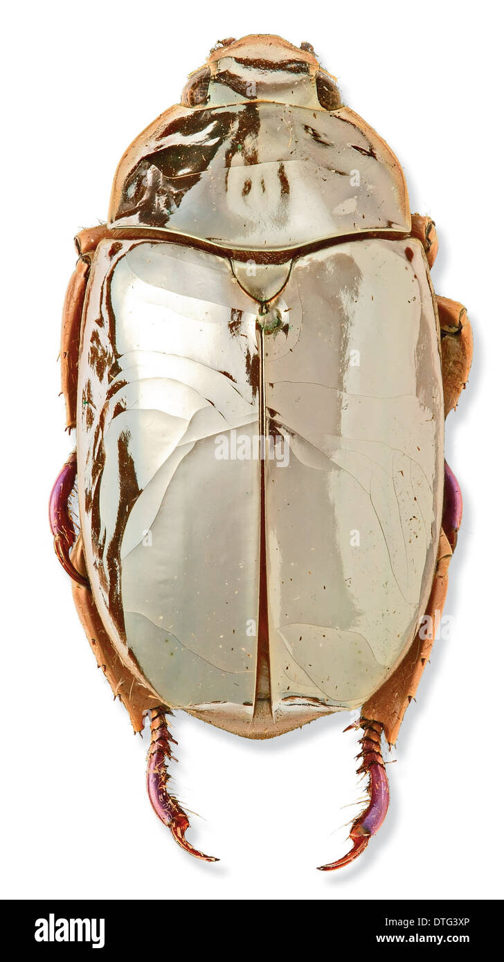 Chrysina limbata, silver chafer beetle Stock Photo