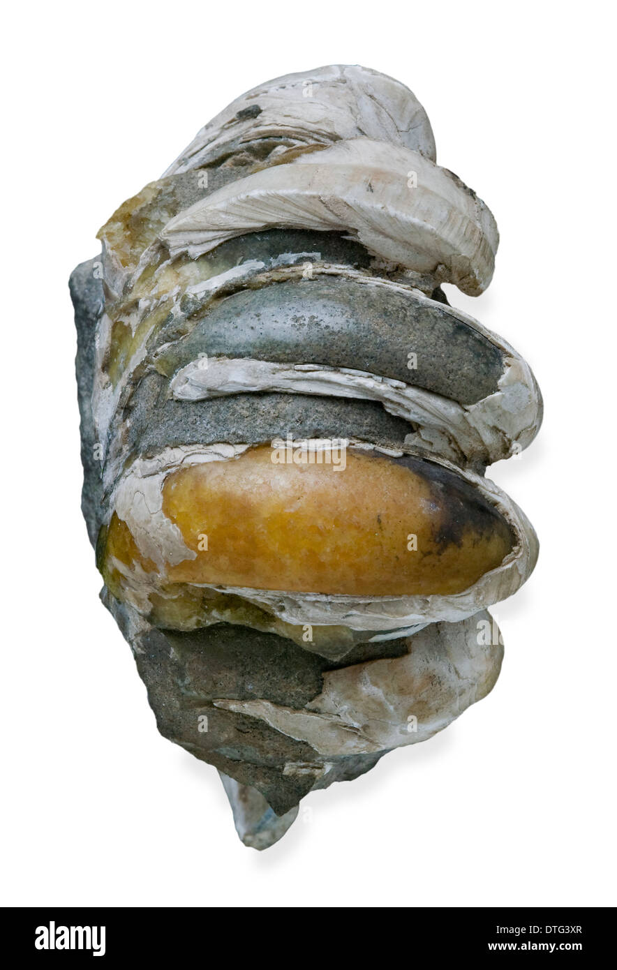 Crepidula, slipper limpets Stock Photo