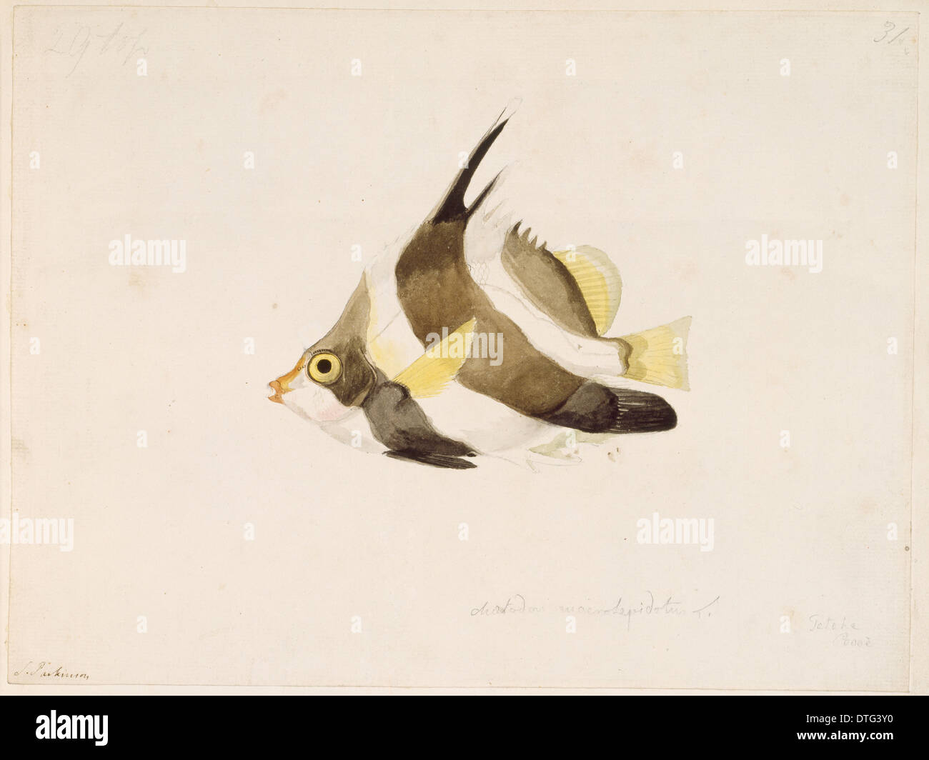 Heniochus chryostomus, pennant bannerfish Stock Photo
