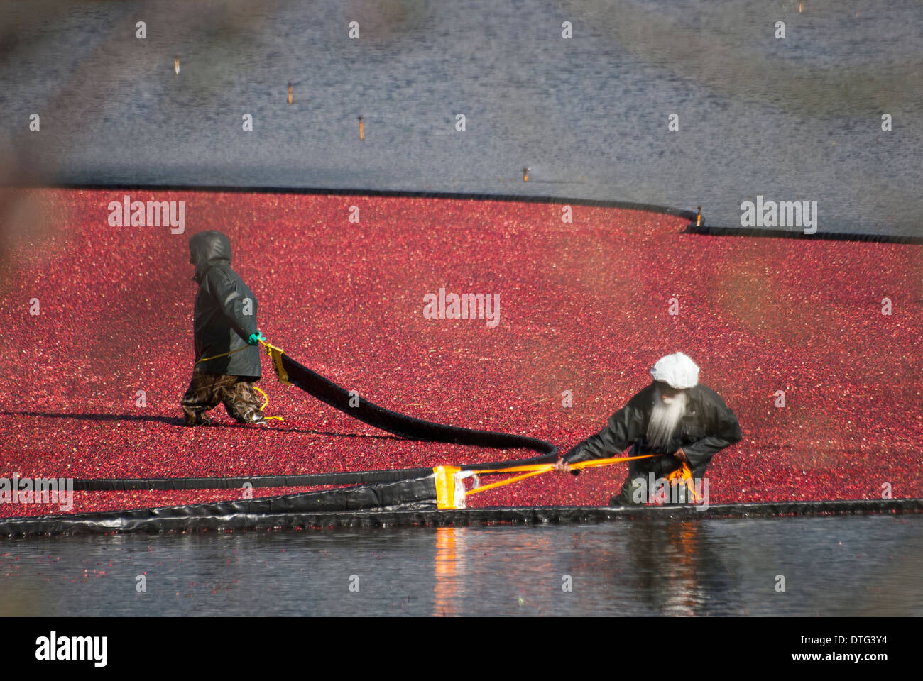 Bc cranberries hires stock photography and images Alamy