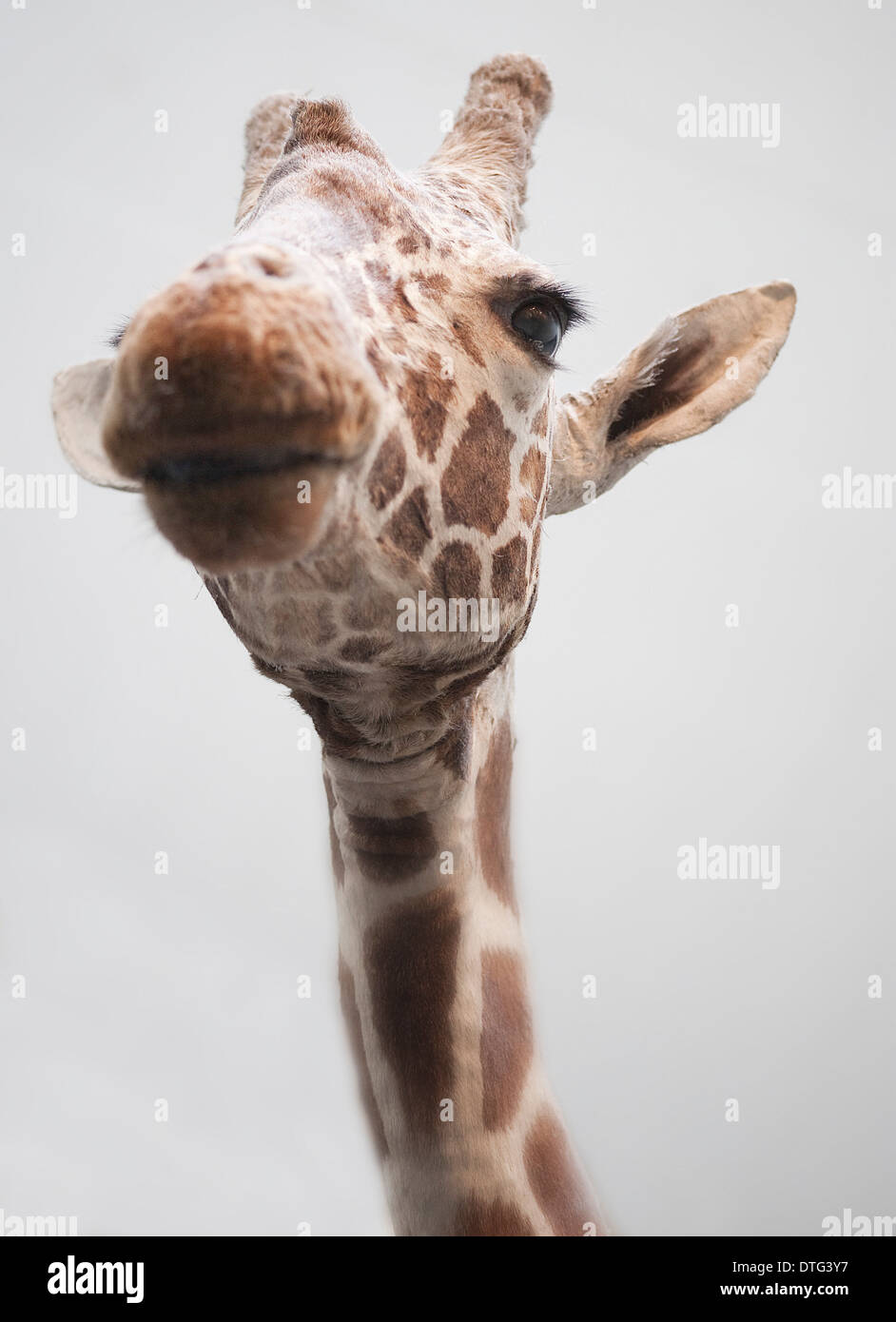 Giraffa camelopardalis, giraffe Stock Photo
