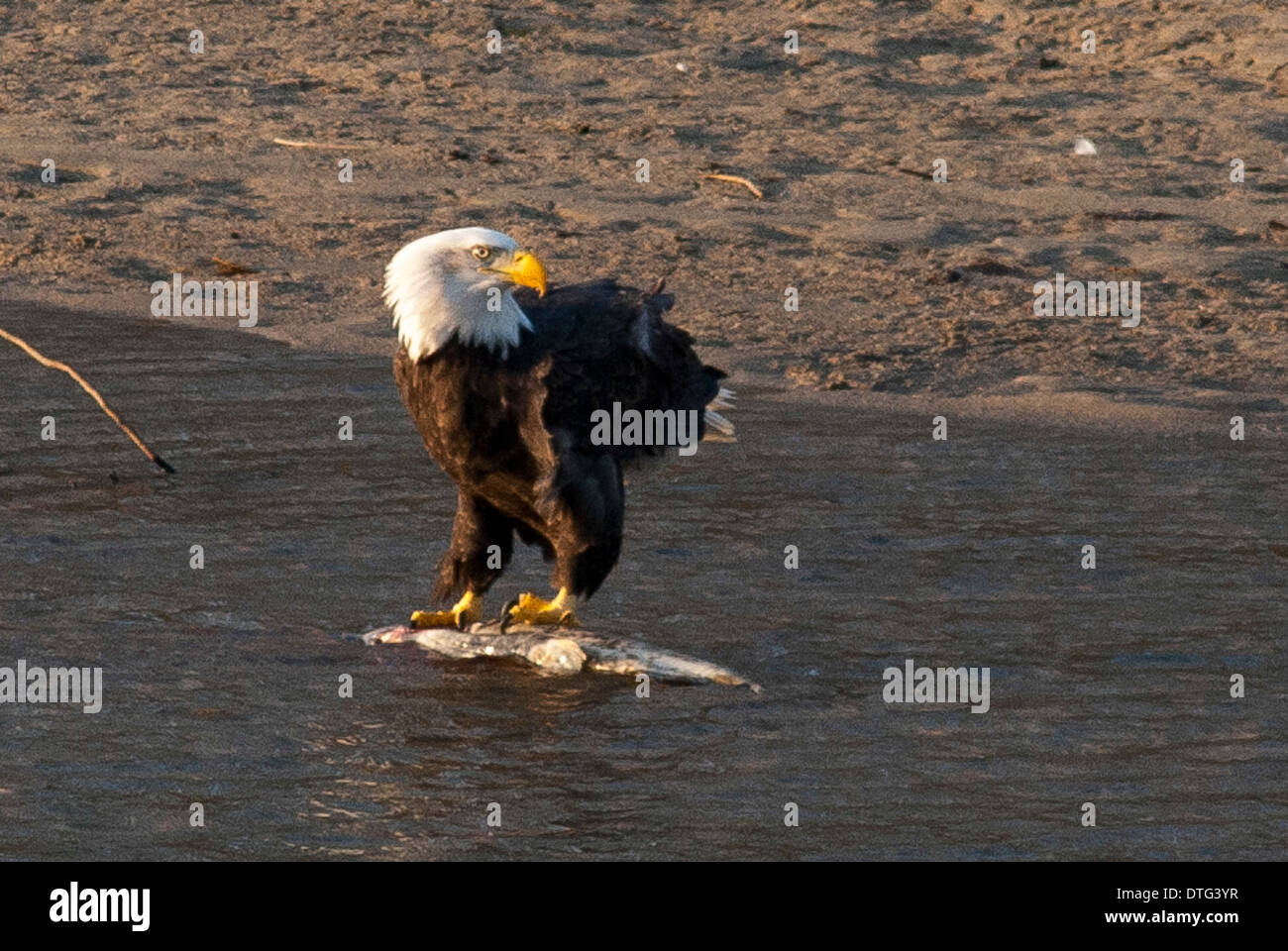 Bald eagle (Haliaeetus leucocephalus) eating spawned salmon on the Harrison River, BC, Canada. Stock Photo