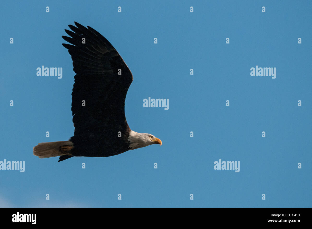 A bald eagle (Haliaeetus leucocephalus) soaring over the Harrison River, BC, in search of food. Stock Photo