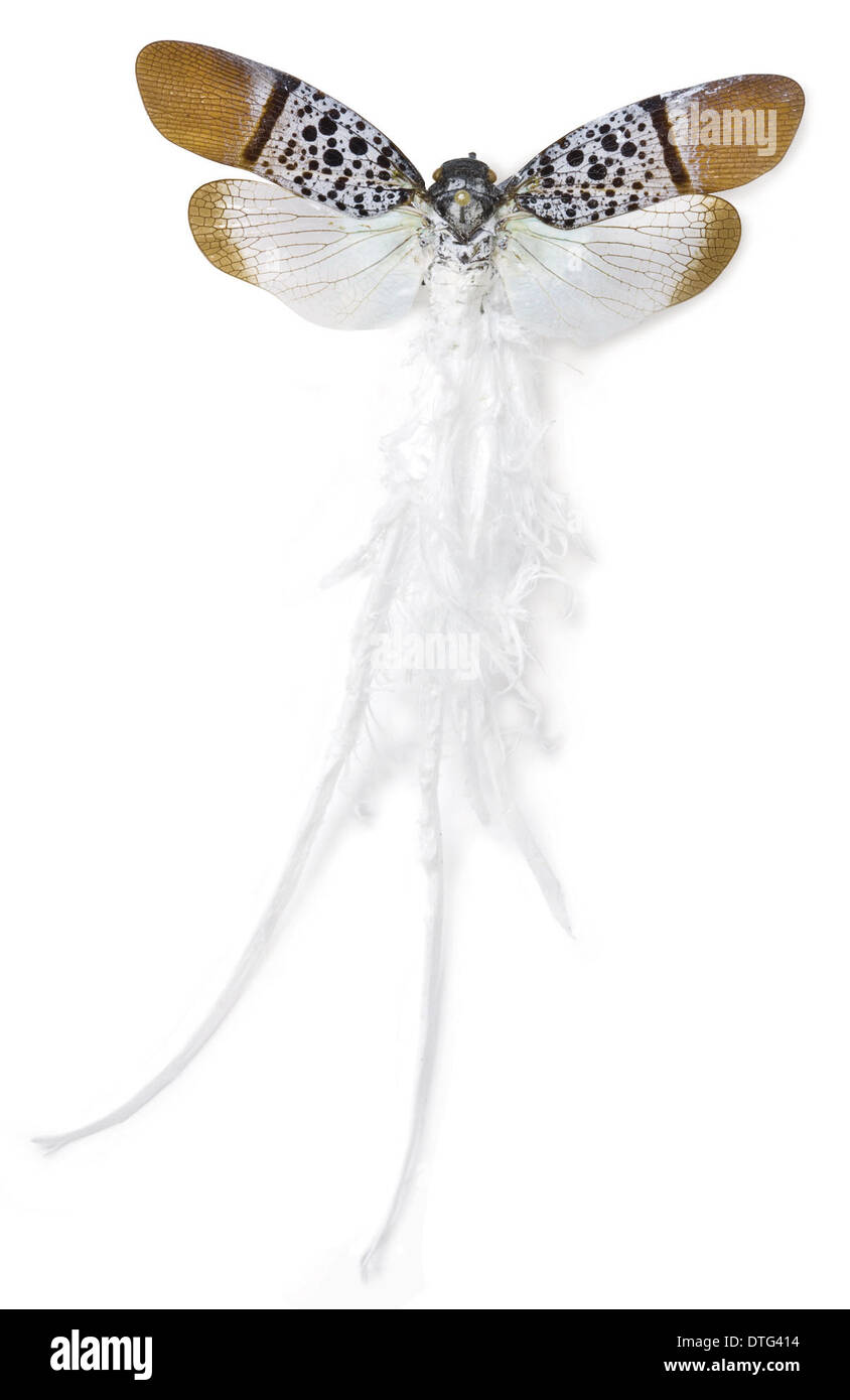 Alaruasa violacea, tailed wax bug Stock Photo
