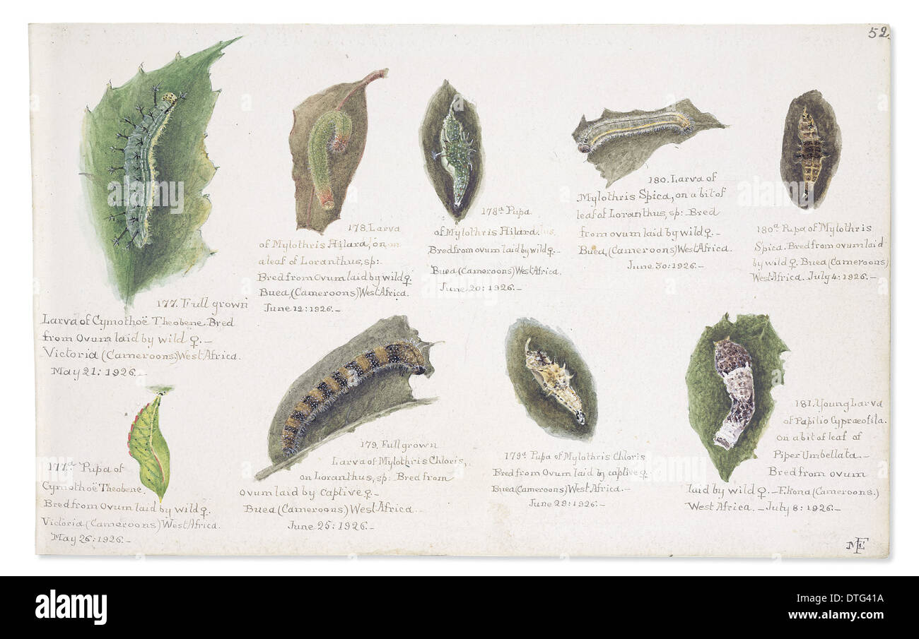 Larvae and Pupae by Margaret Fountaine Stock Photo