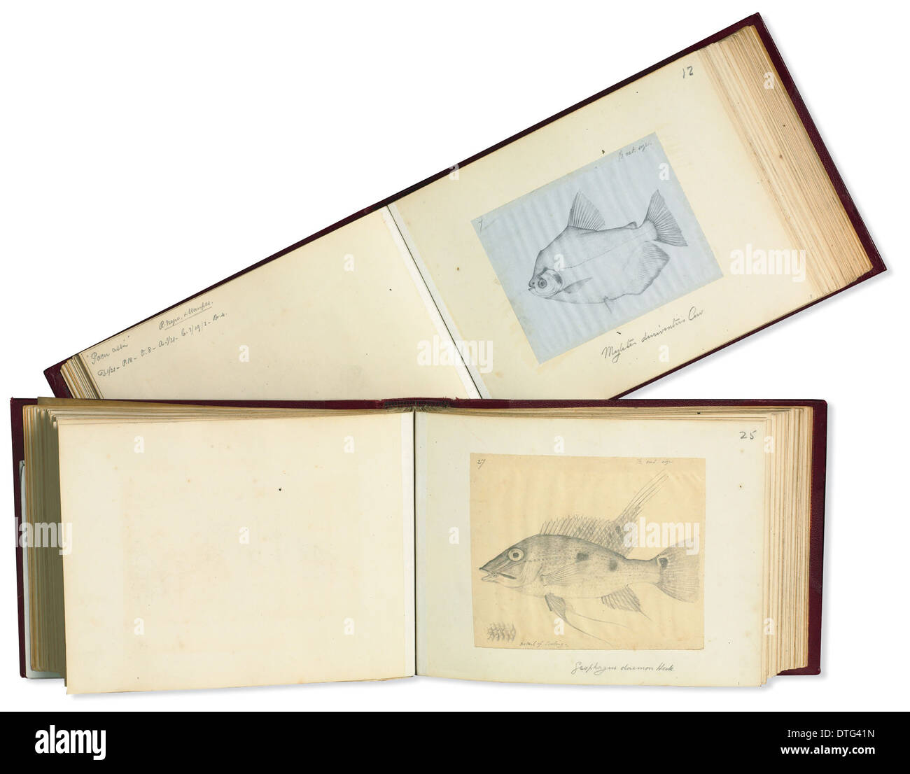 Notes and sketches by Alfred Russel Wallace (1823 - 1913) Stock Photo