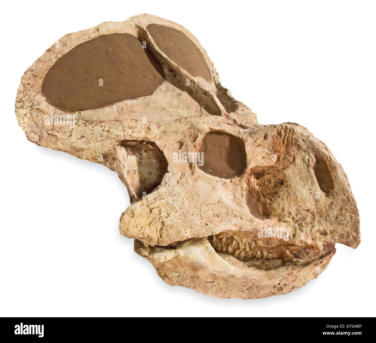 Protocaratops skull from Mongolia Stock Photo