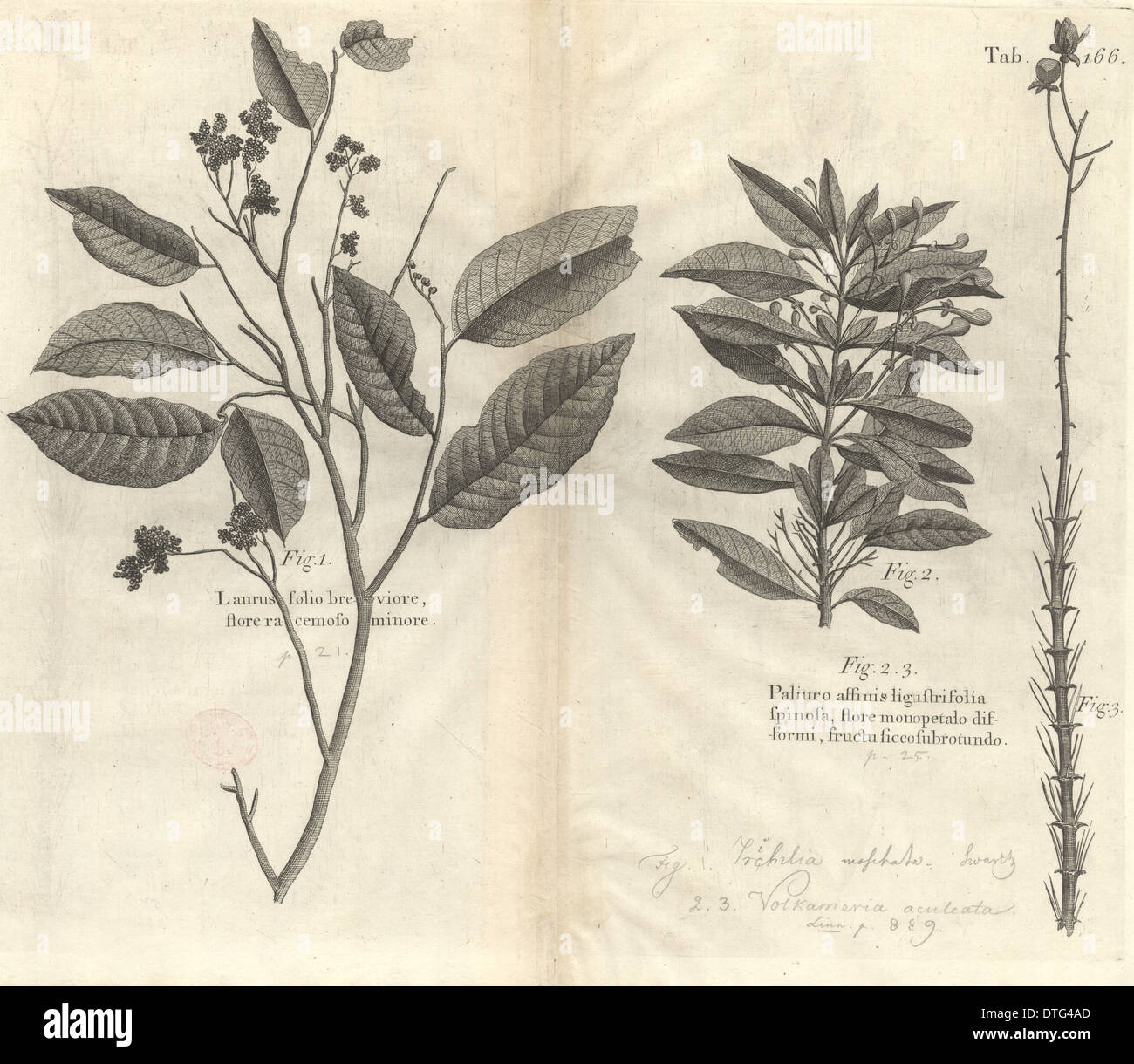 Botanical engravings Stock Photo
