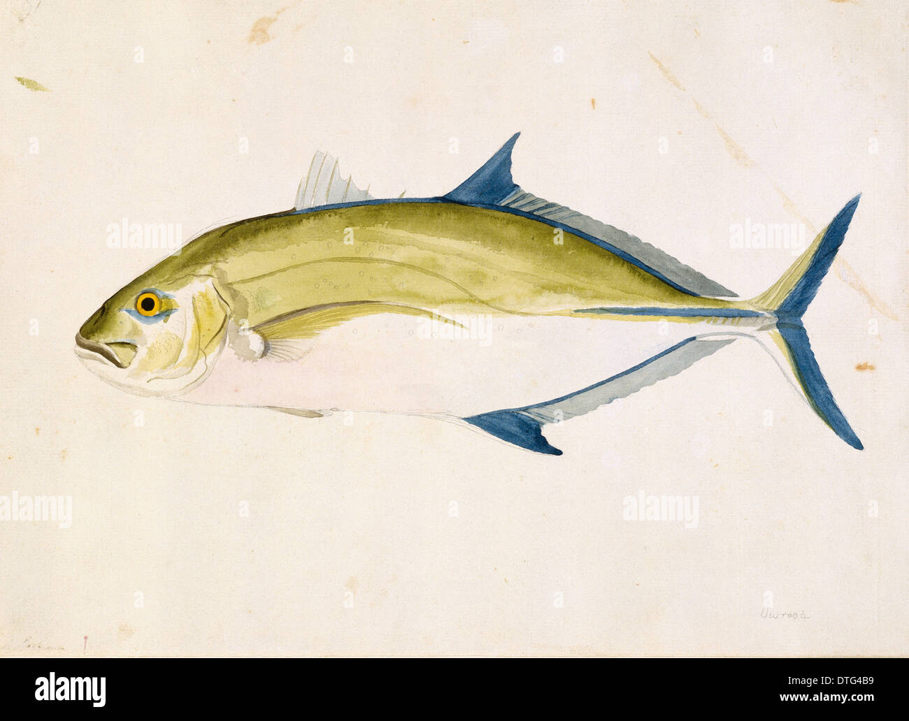 Caranx melampygus, bluefin trevally Stock Photo