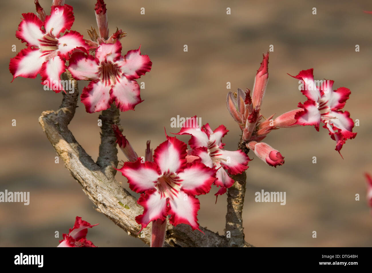 Impala Lily (Adenium multiflorum), Ngala Game Reserve, South Africa Stock Photo