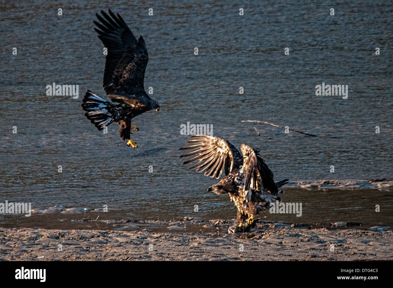 Bald eagles (Haliaeetus leucocephalus) fight over spawned salmon on the Harrison River, BC, Canada. Stock Photo
