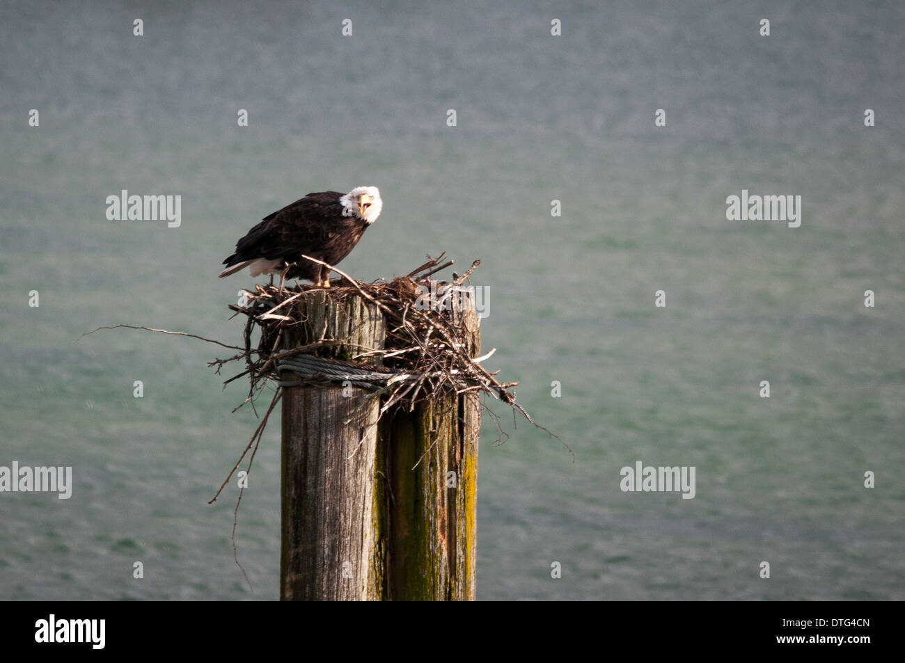 A bald eagle (Haliaeetus leucocephalus) perched at the Harrison River, BC, in search of food, probably spawning salmon. Stock Photo