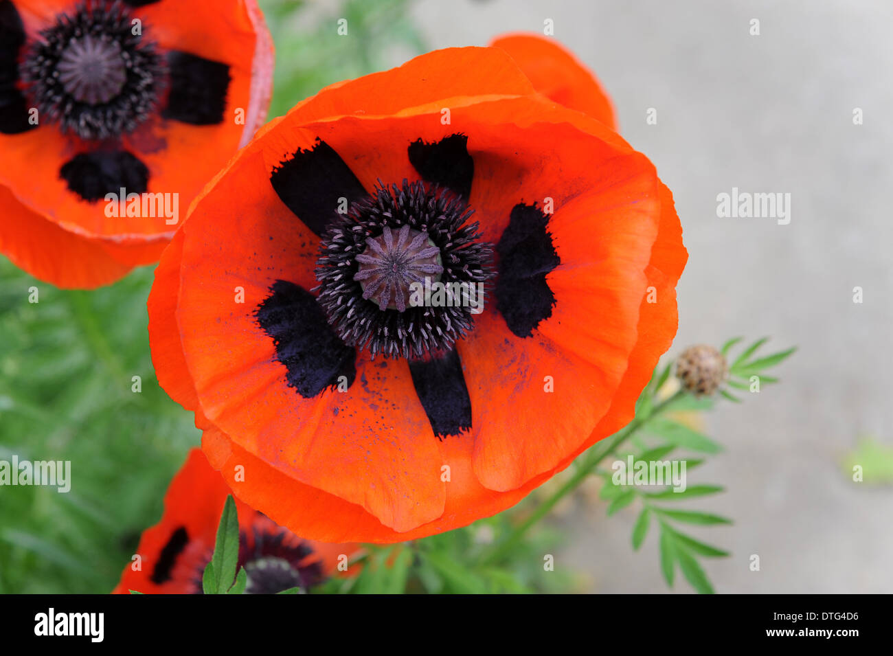 Red Poppy flower Stock Photo