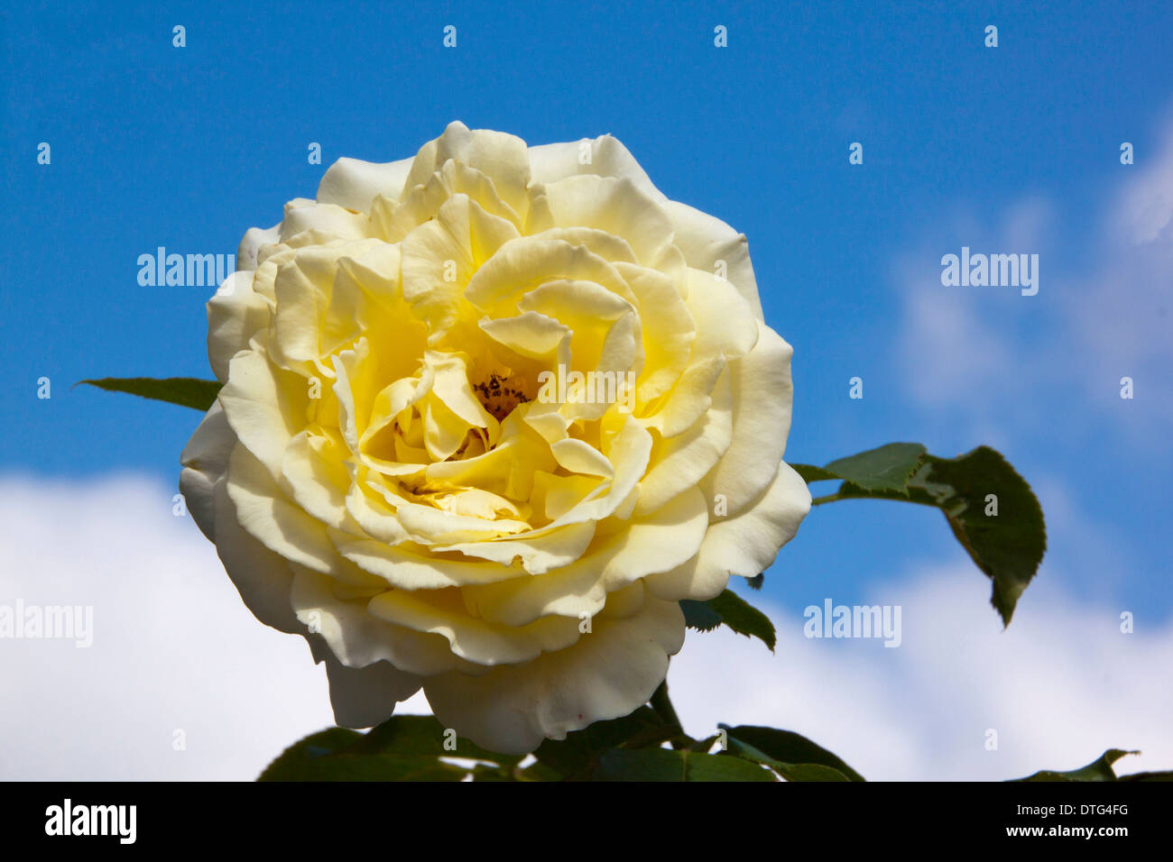 Pale rose yellow hi-res stock photography and images - Alamy