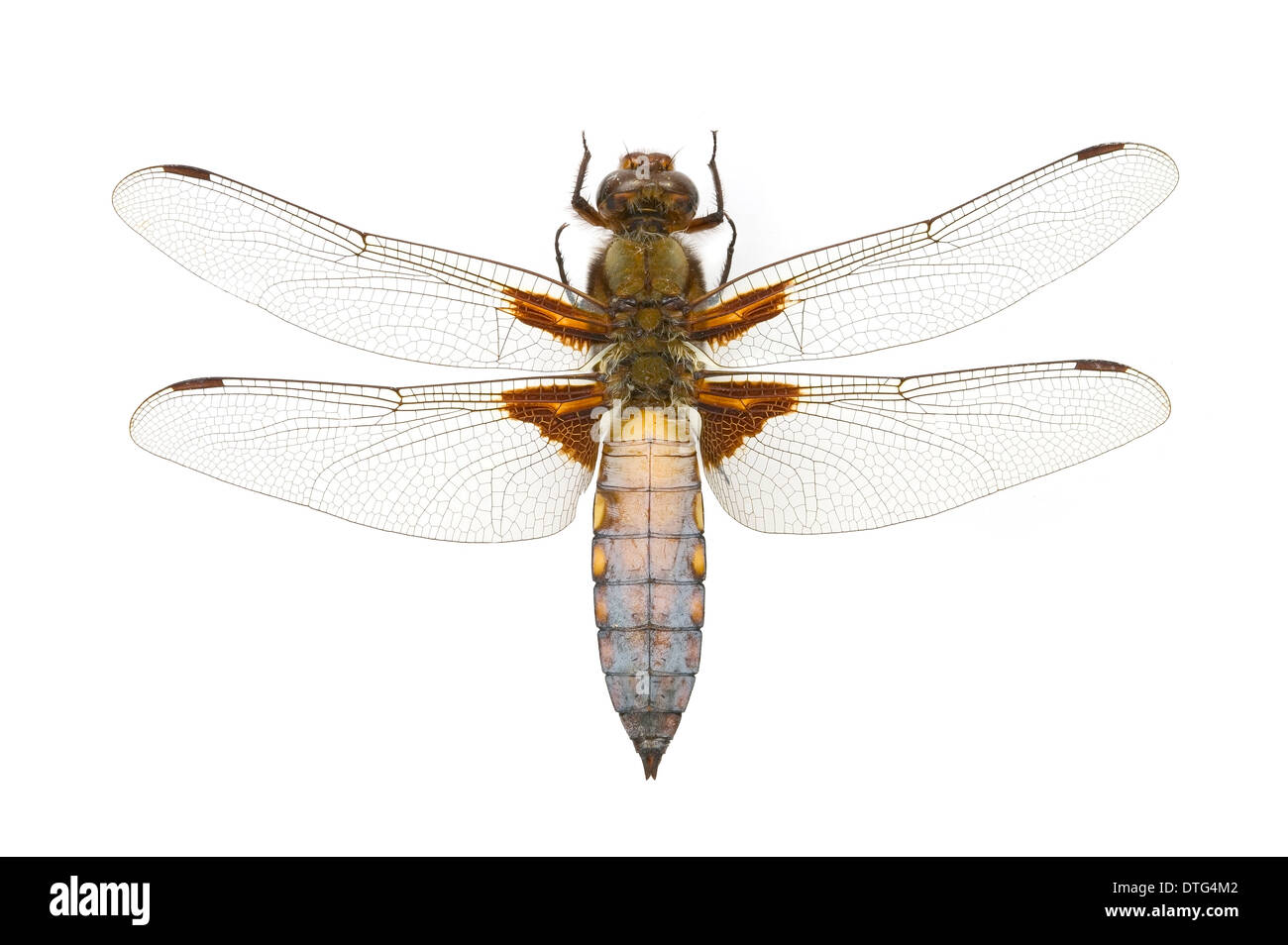 Libellula depressa, broad-bodied chaser Stock Photo