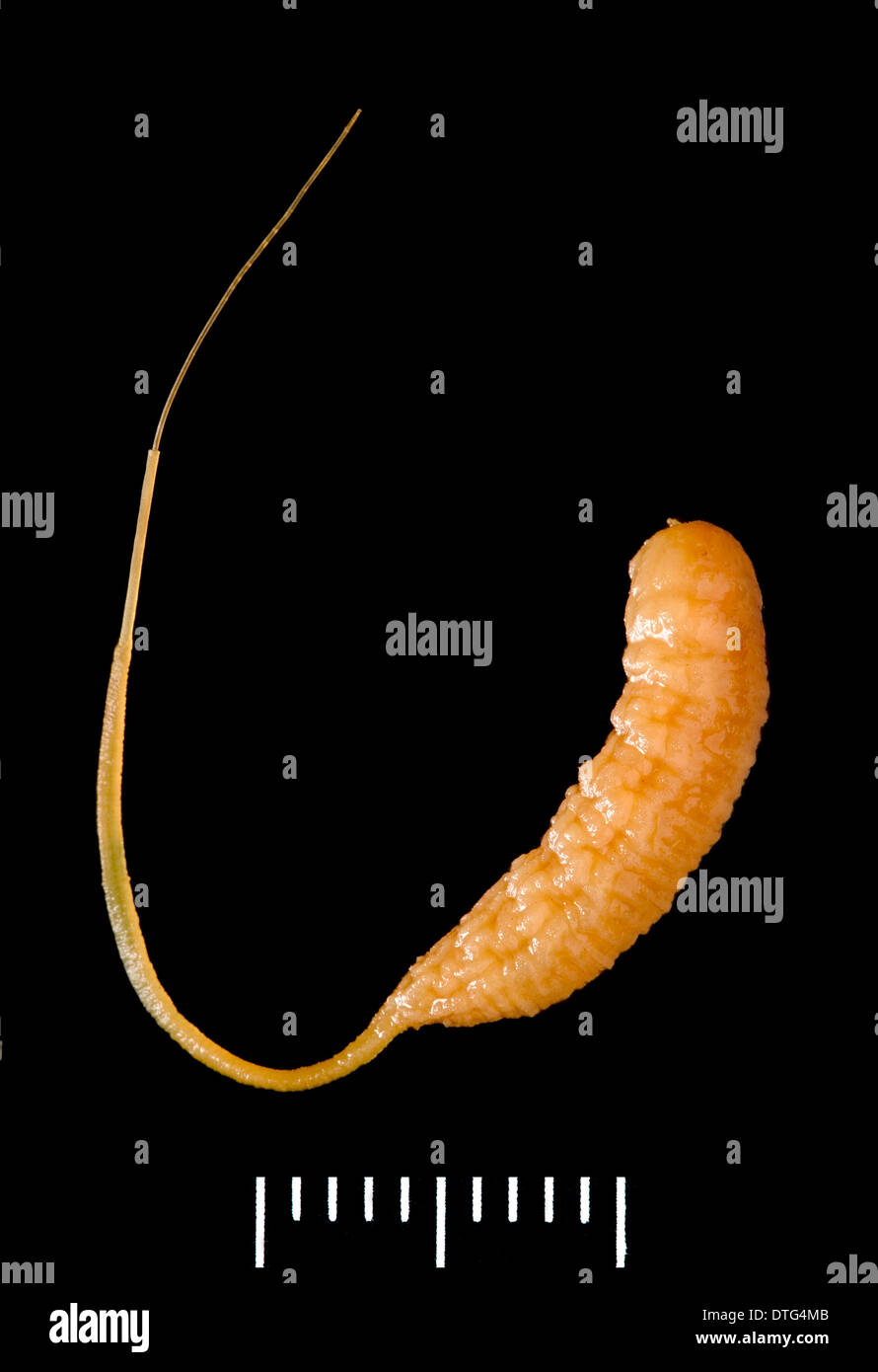 Eristalis tenax, drone-fly larvae Stock Photo - Alamy
