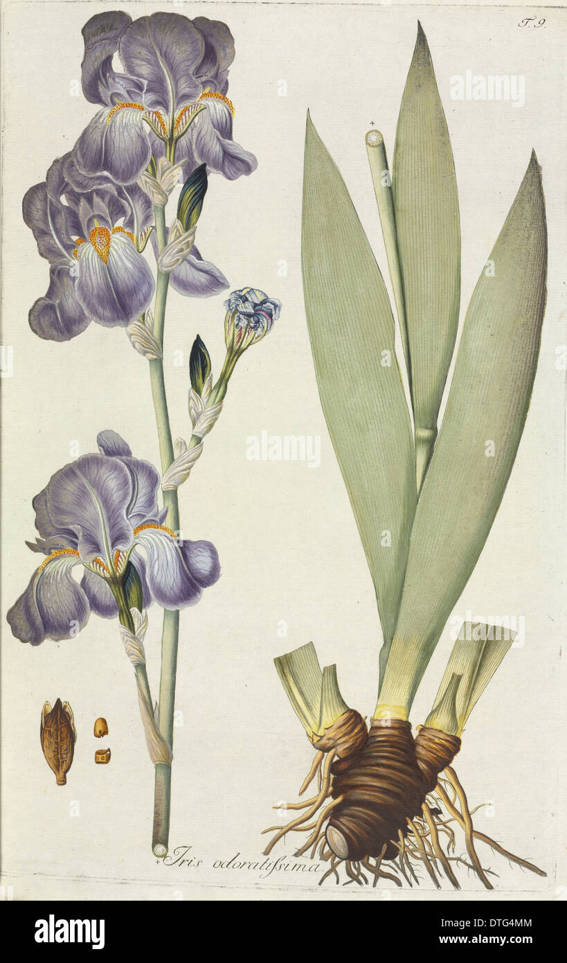 Iris odoratissima, tall bearded iris Stock Photo