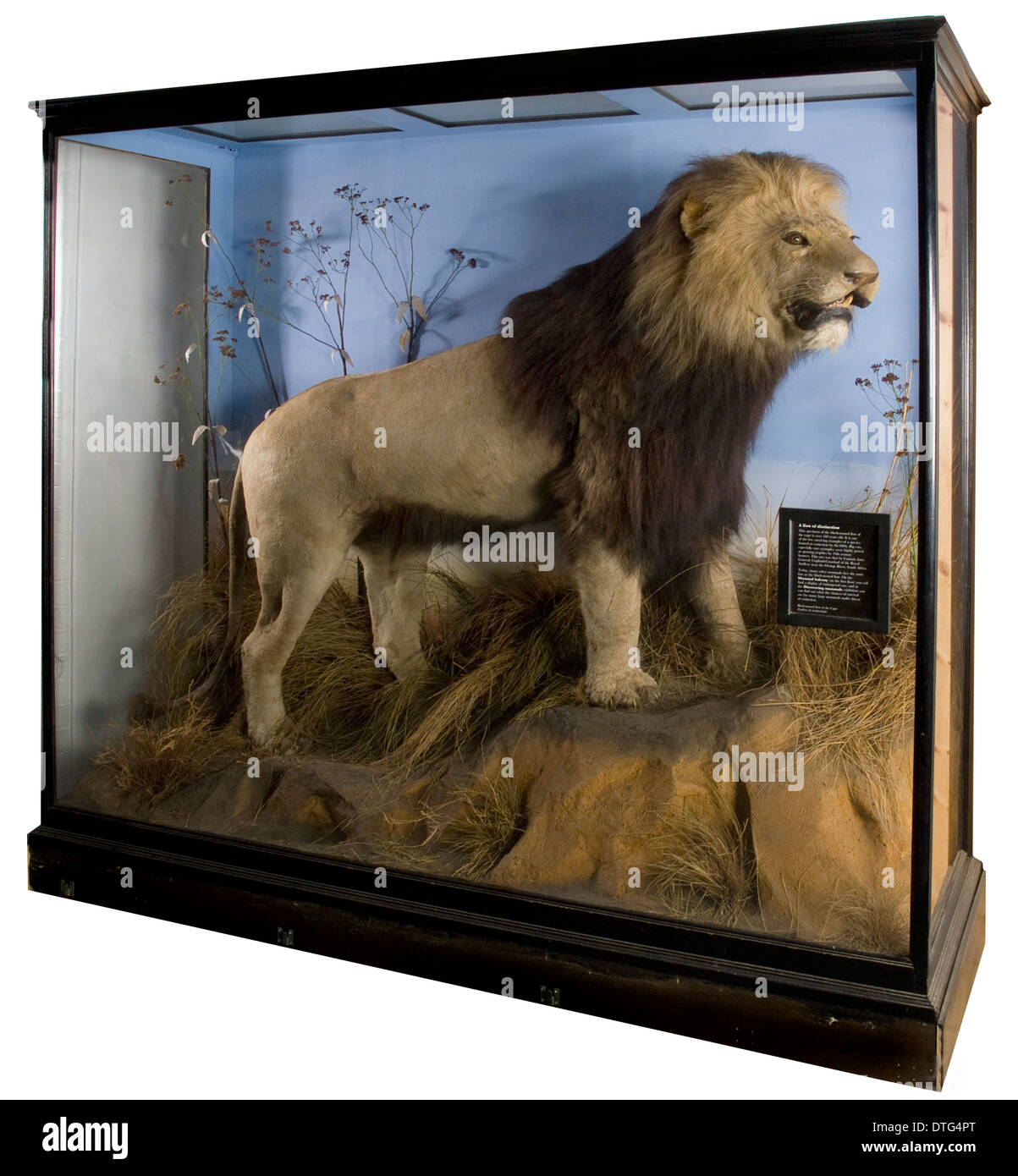 leo melanochaitus cape lion hi-res stock photography and images - Alamy