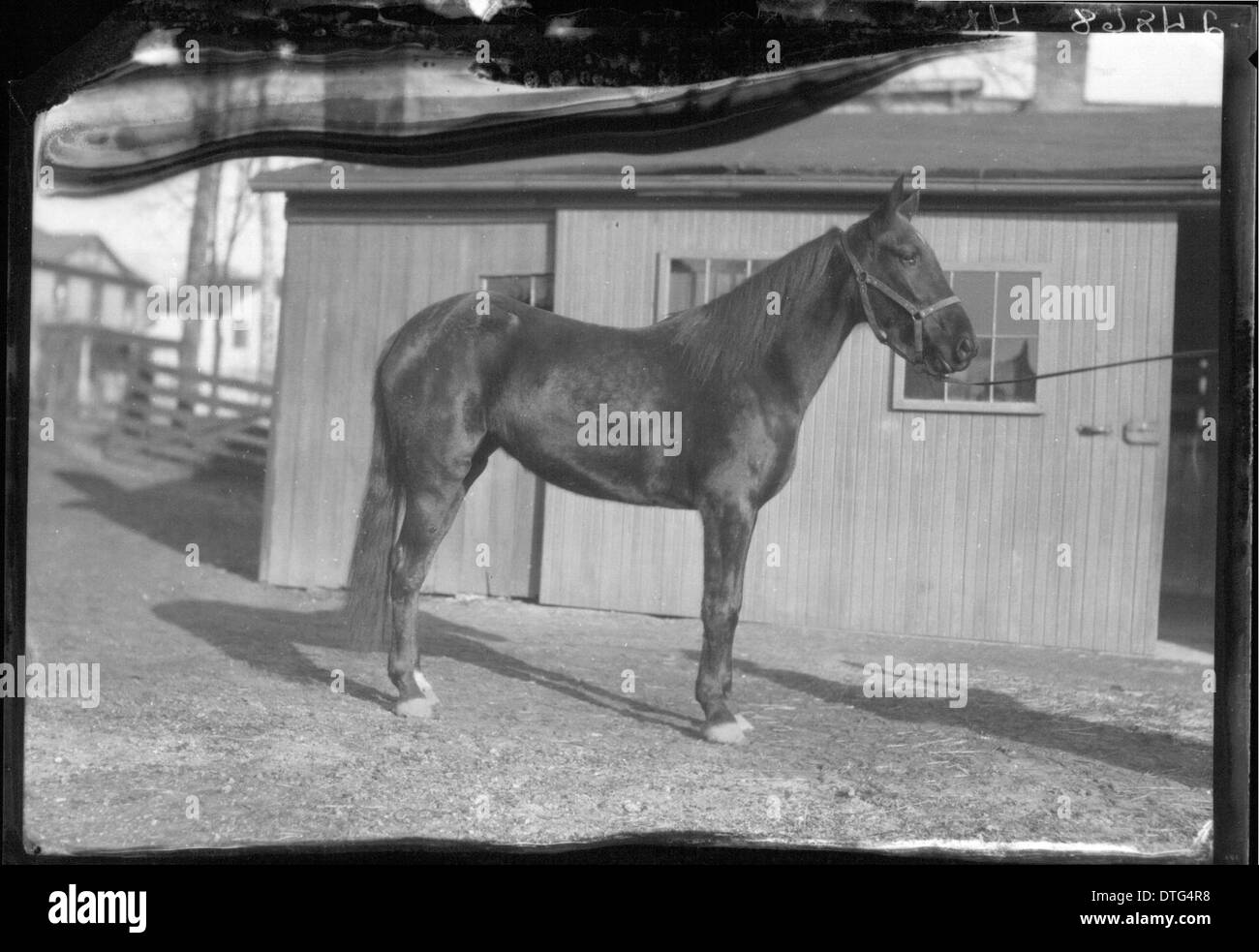 This 1927 photograph depicts a horse in front of a stable at Miami University. The image captures the connection between agriculture, animal husbandry, and university life in the early 20th century in Oxford, Ohio. Stock Photo