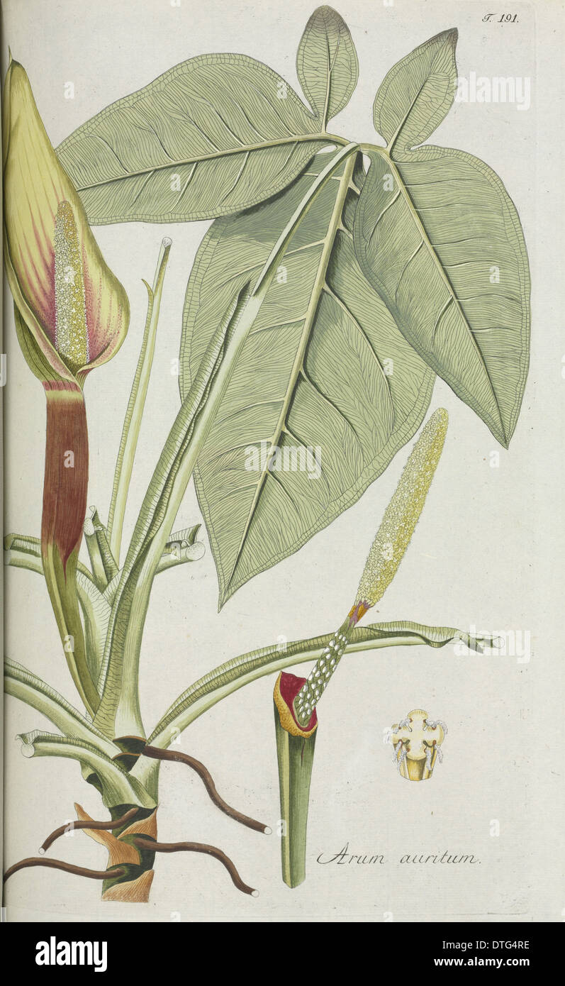 Arum auritum Stock Photo