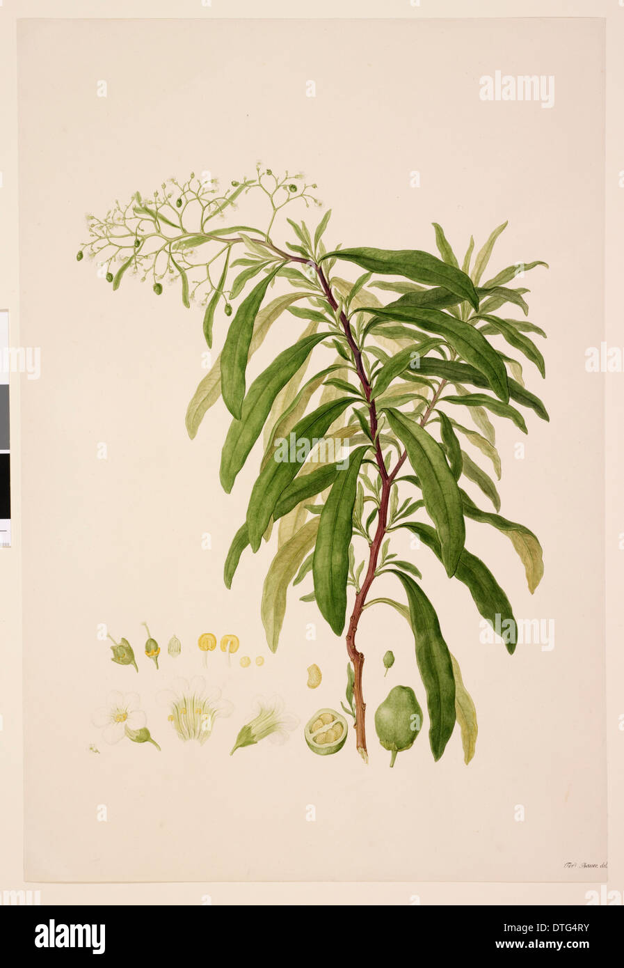 Duboisia myoporoides R. Br. Prodr.: 448 (1810), Solanaceae Stock Photo