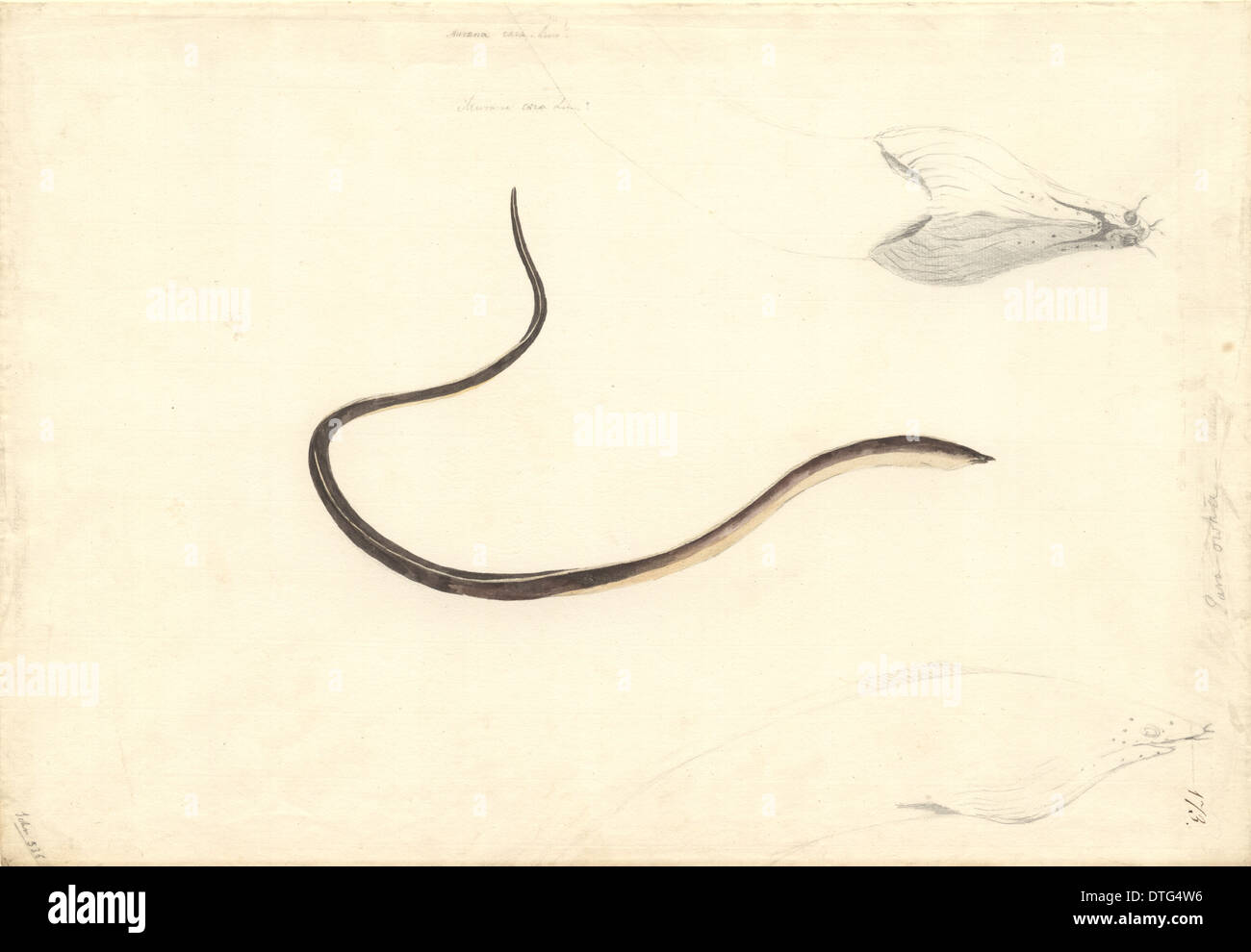 Apterichtus caecus, European finless eel Stock Photo