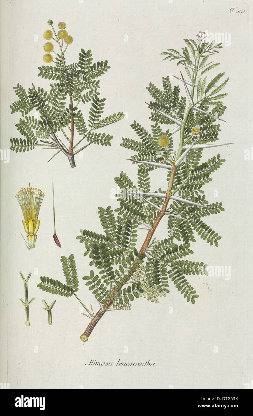 Mimosa leucacantha Stock Photo