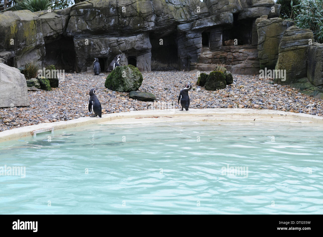 Penguin enclosure at Drusillas Zoo, England Stock Photo
