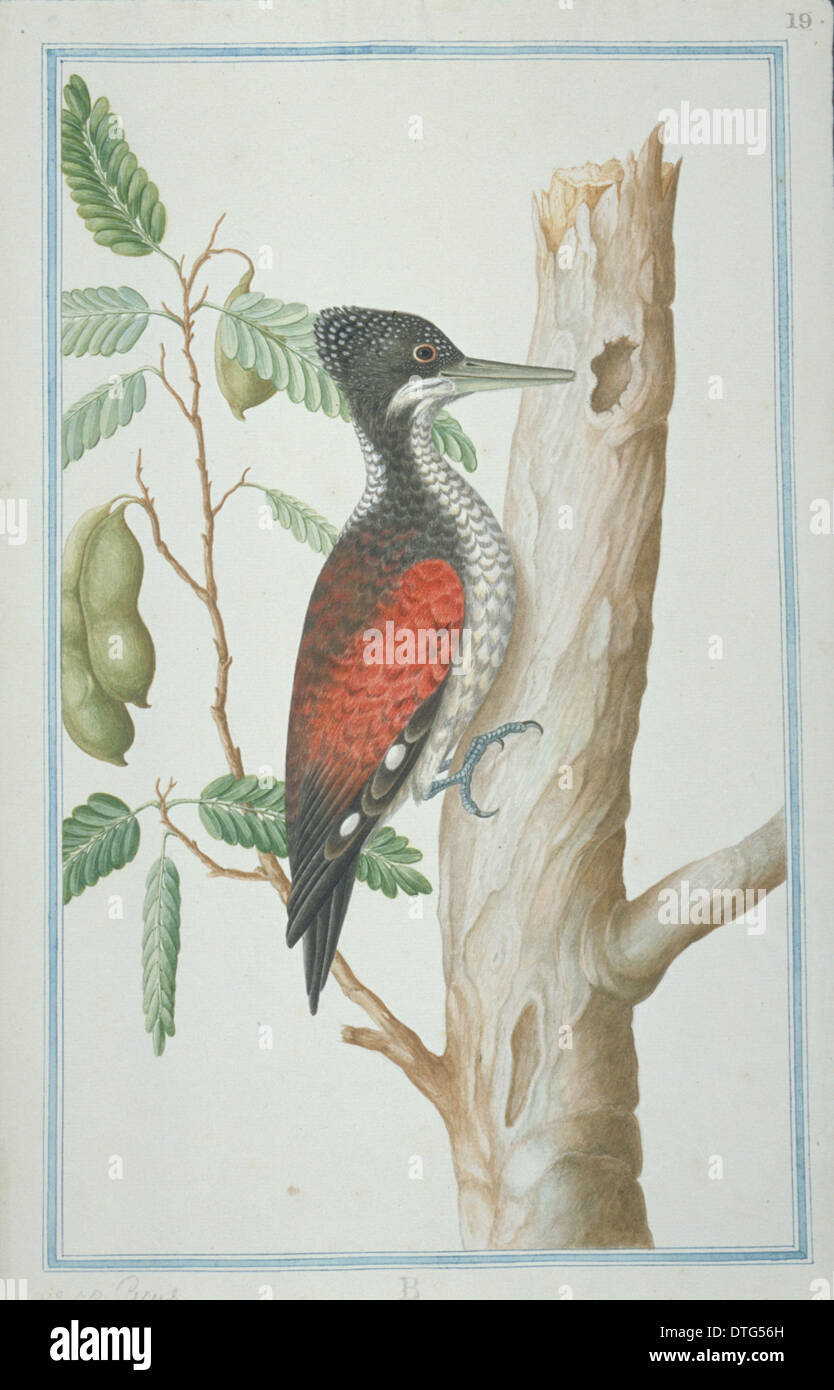 Chrysocolaptes lucidus, greater flame-backed woodpecker Stock Photo