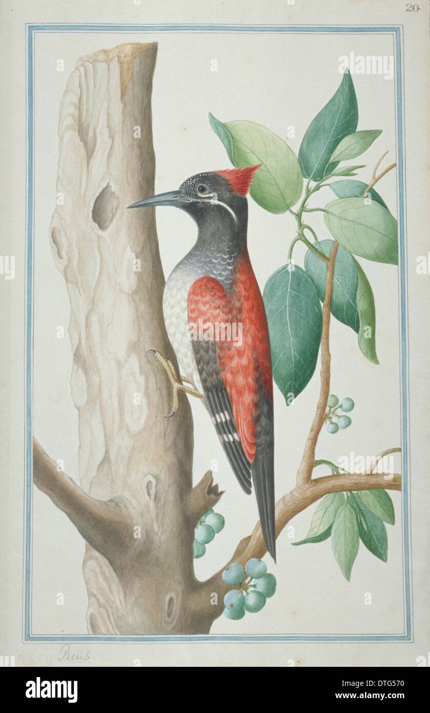 Dinopium benghalense, black-rumped woodpecker Stock Photo