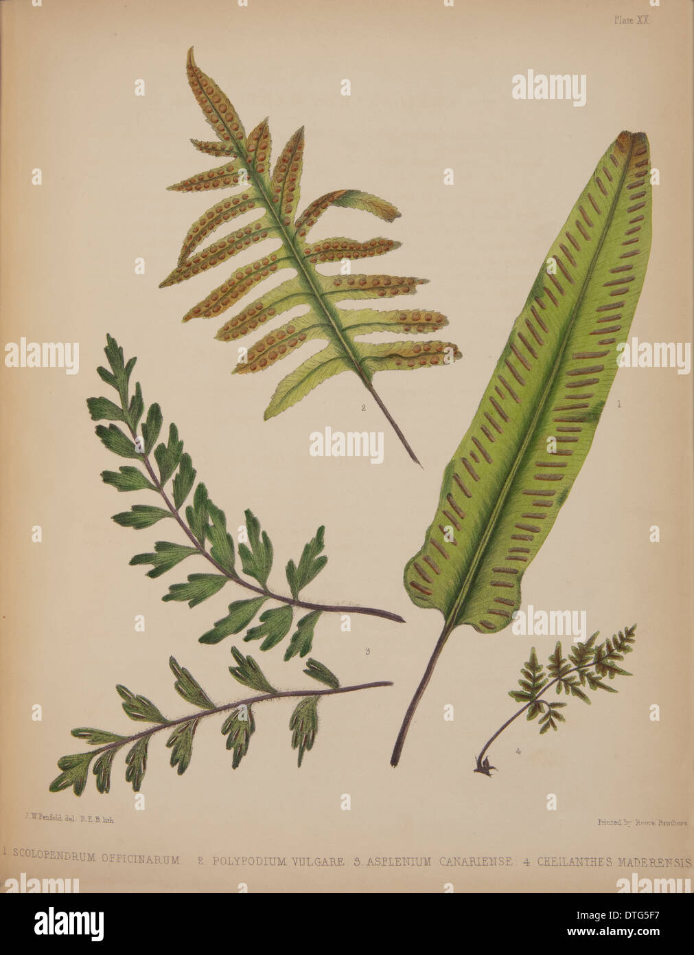 Scolopendrium officinarum, Polypodium valgare, Asplenium canariense, Cheilanthes Stock Photo