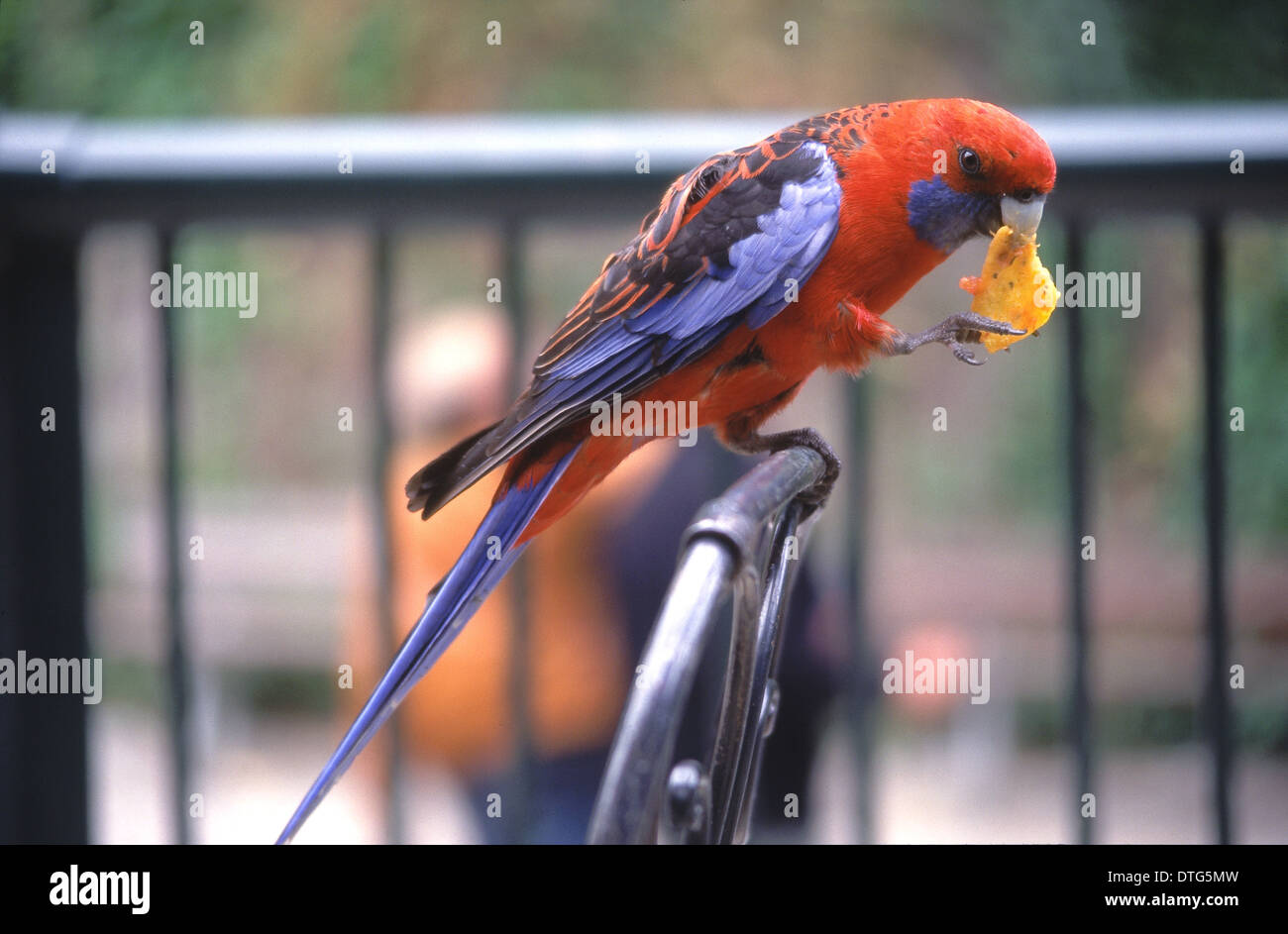 Crimson Rosellas prefer Oz-Mex cuisine! Stock Photo