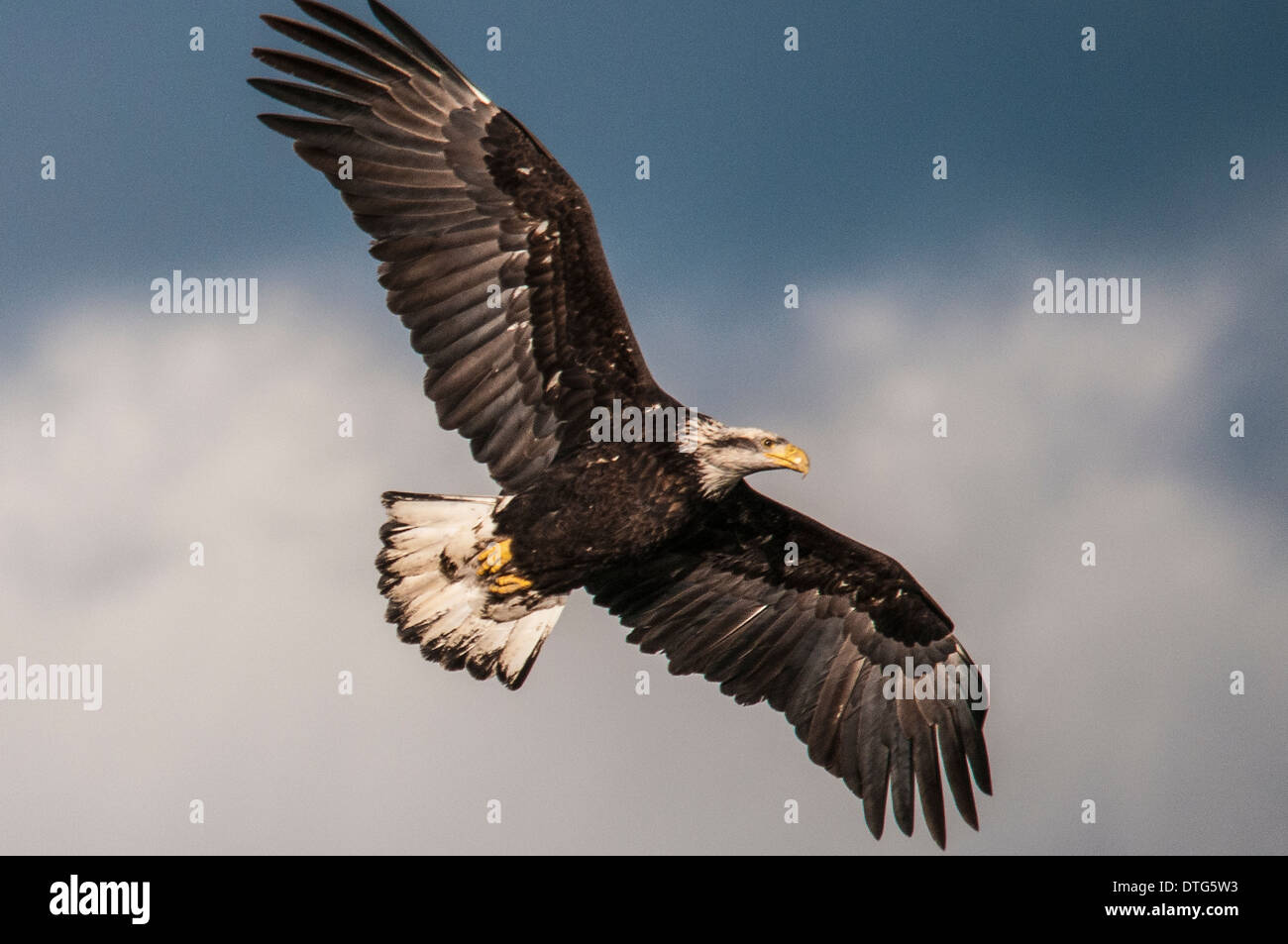 A bald eagle (Haliaeetus leucocephalus) soaring over the Harrison River, BC, in search of food. Stock Photo