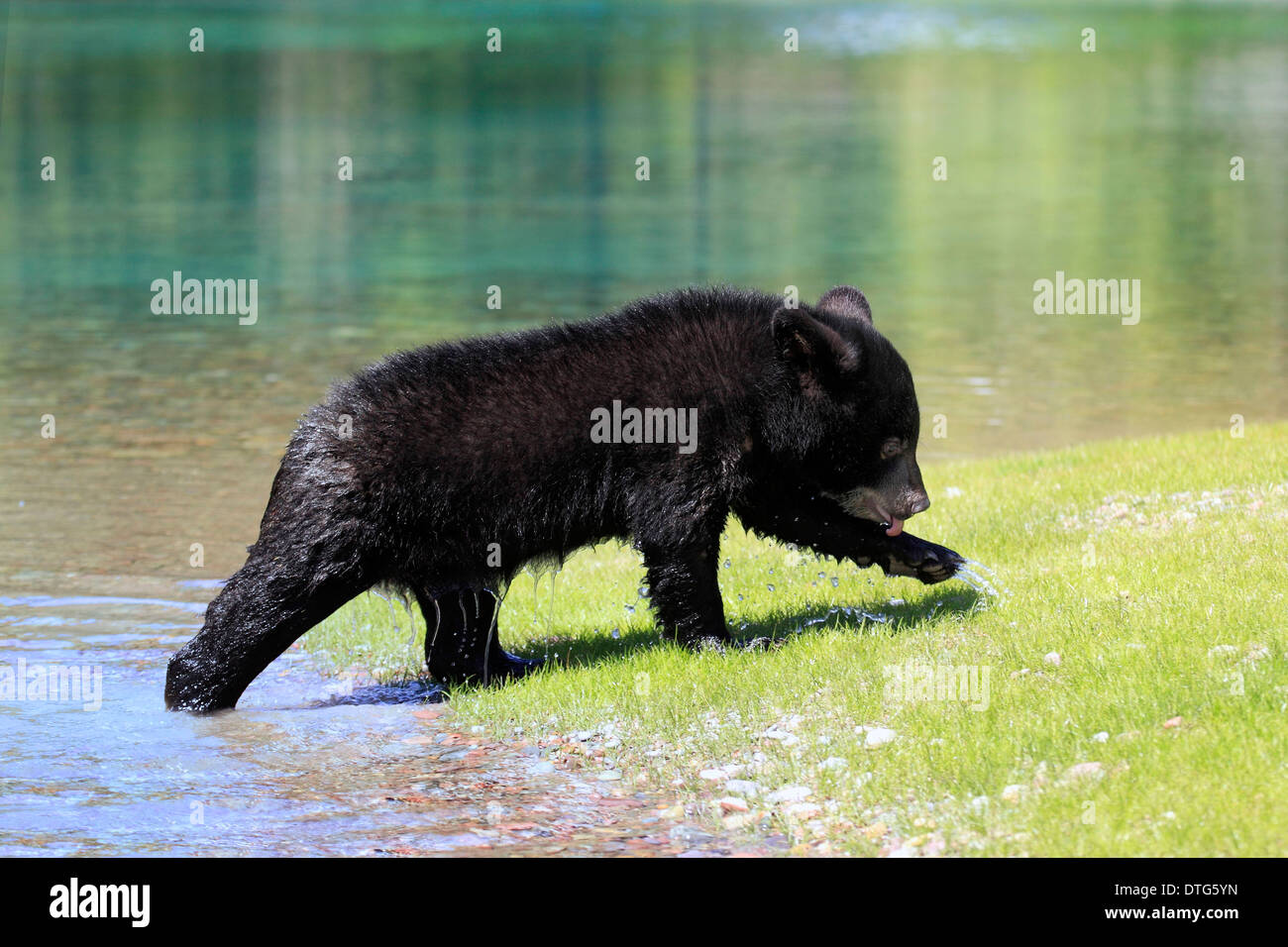 Black bear cub walking hi-res stock photography and images - Alamy