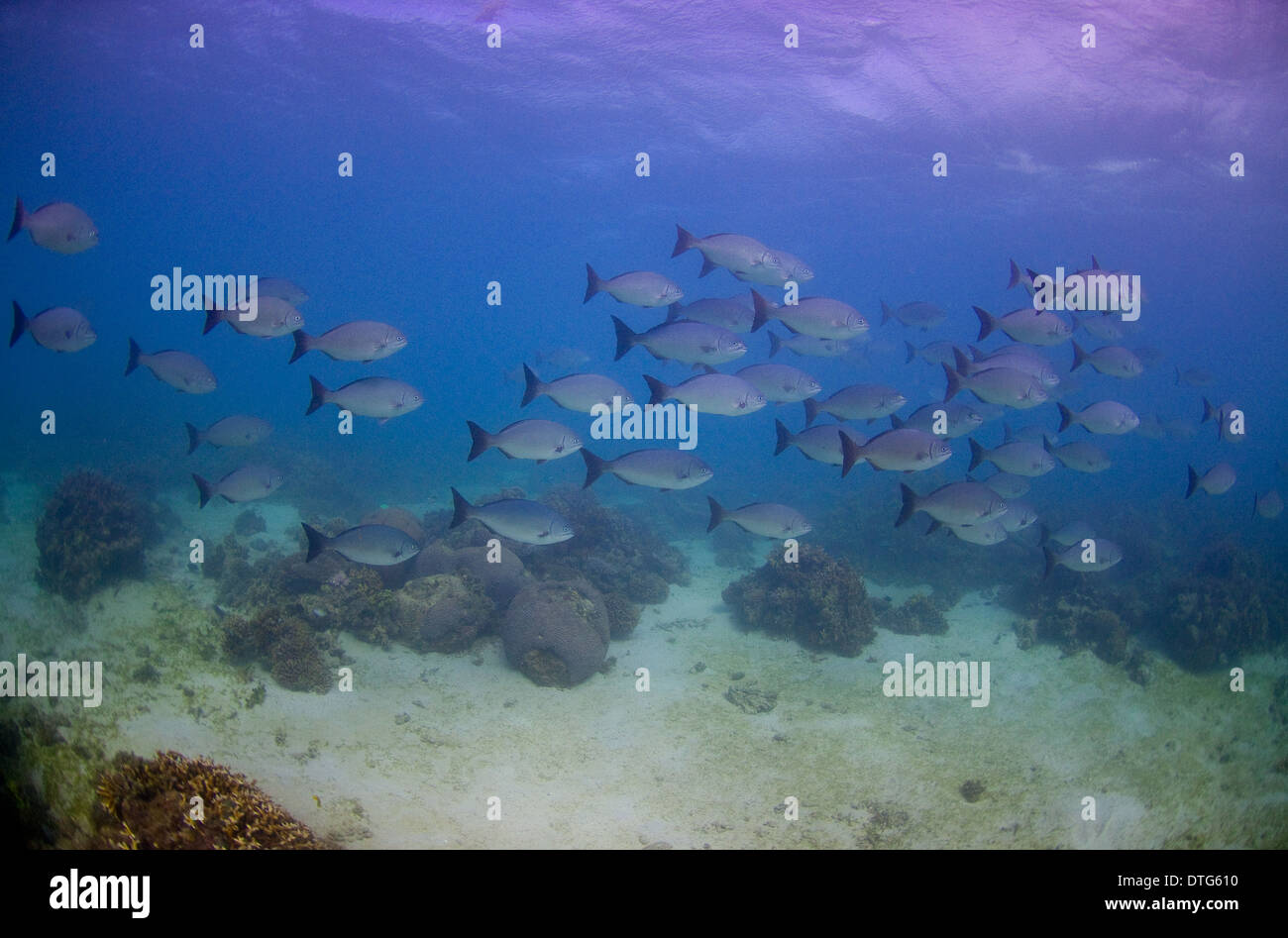A school of Highfin Rudderfish (Kyphosus cinerascens), Ningaloo Reef, Western Australia Stock Photo