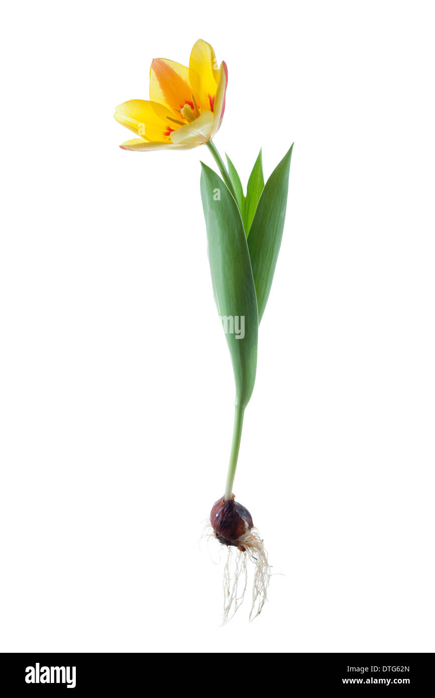 dwarf yellow tulip Stock Photo