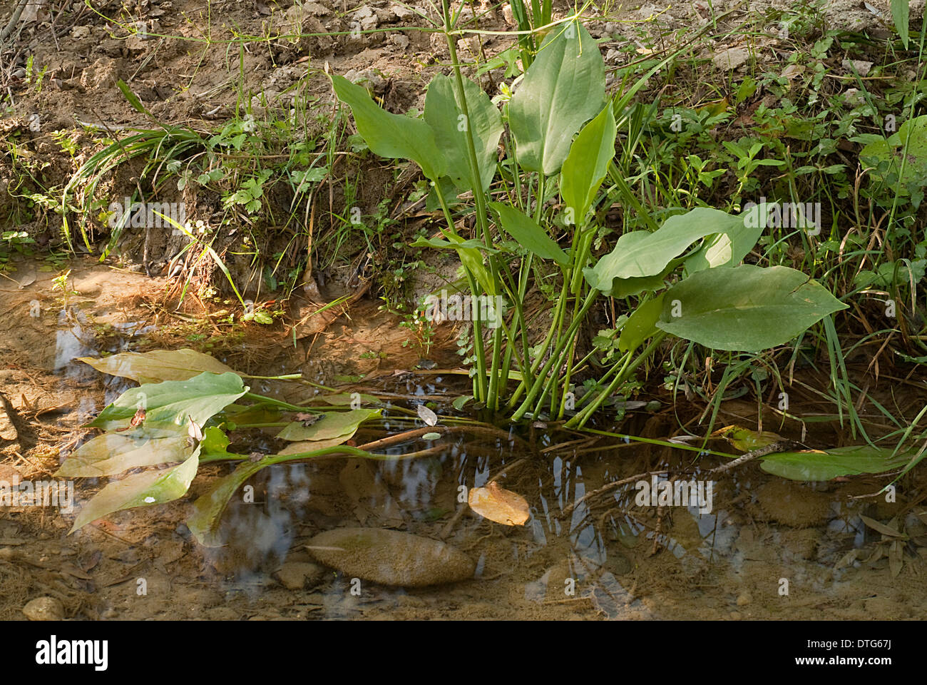 Common water-plantain Alisma plantago-aquatica, Alismataceae, Tavo River, Penne, Pescara, Abruzzo, Italy Stock Photo