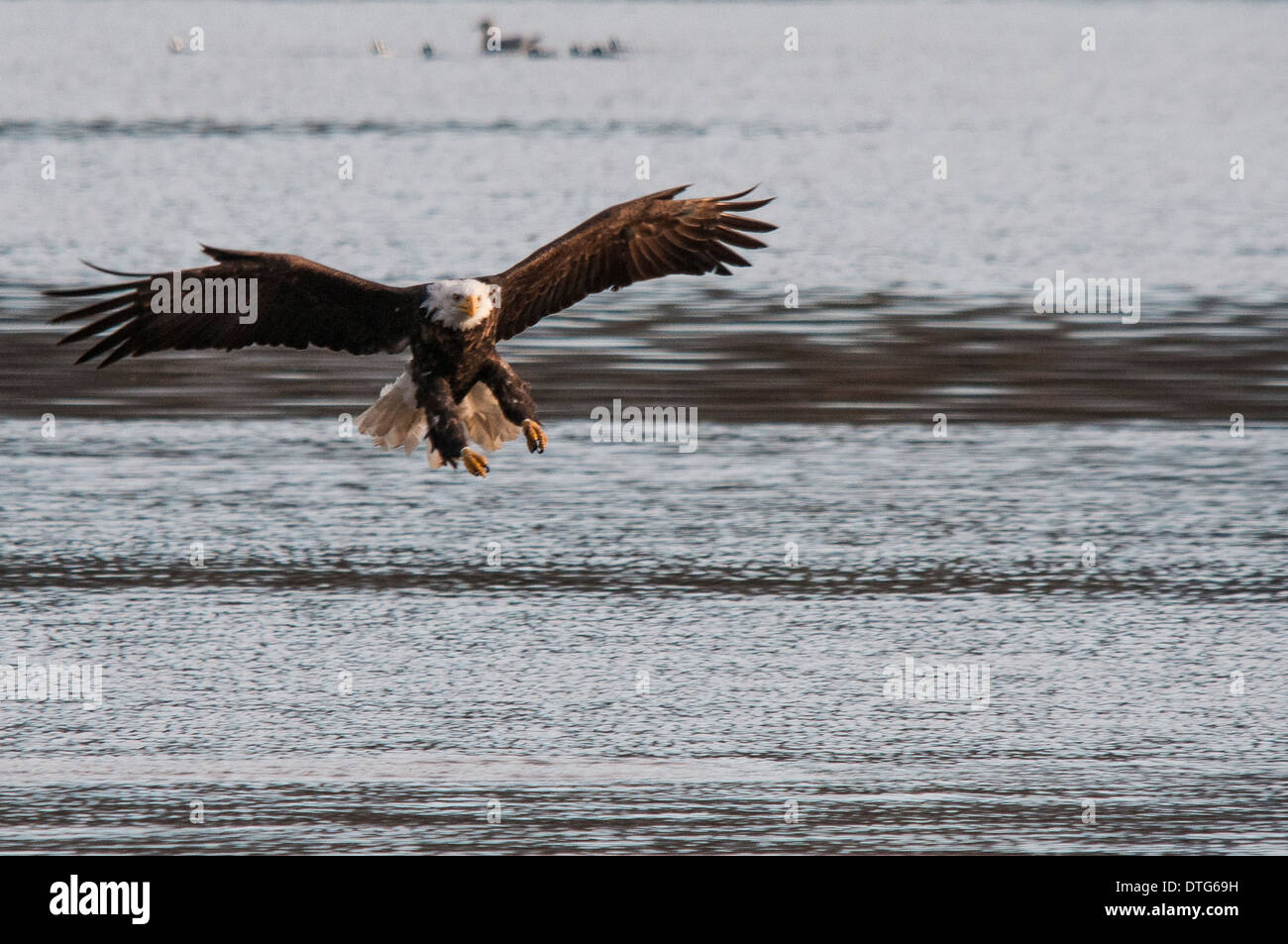 A bald eagle (Haliaeetus leucocephalus) hunting over the Harrison River, BC, in search of food. Stock Photo