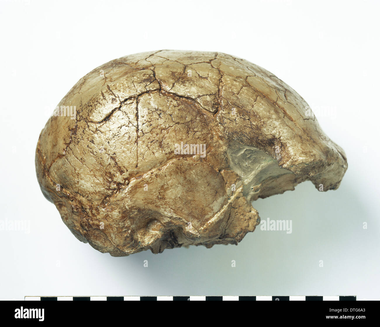 Archaic Homo sapiens cranium (Laetoli 18) Stock Photo